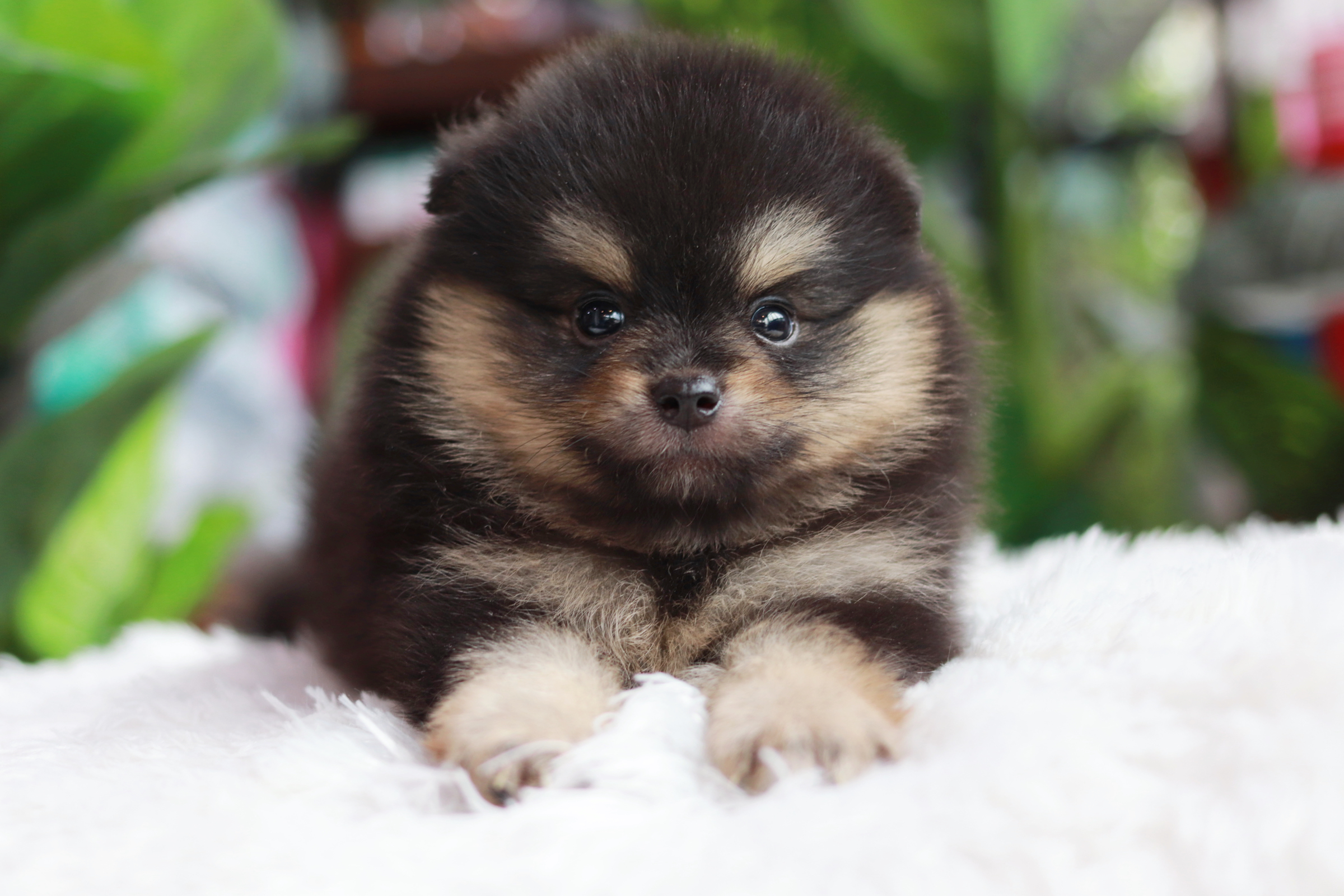 ปอมเมอเรเนียน เพศผู้ แบล็คแทน มาร์คครบเป๊ะ หน้าฟ็อก