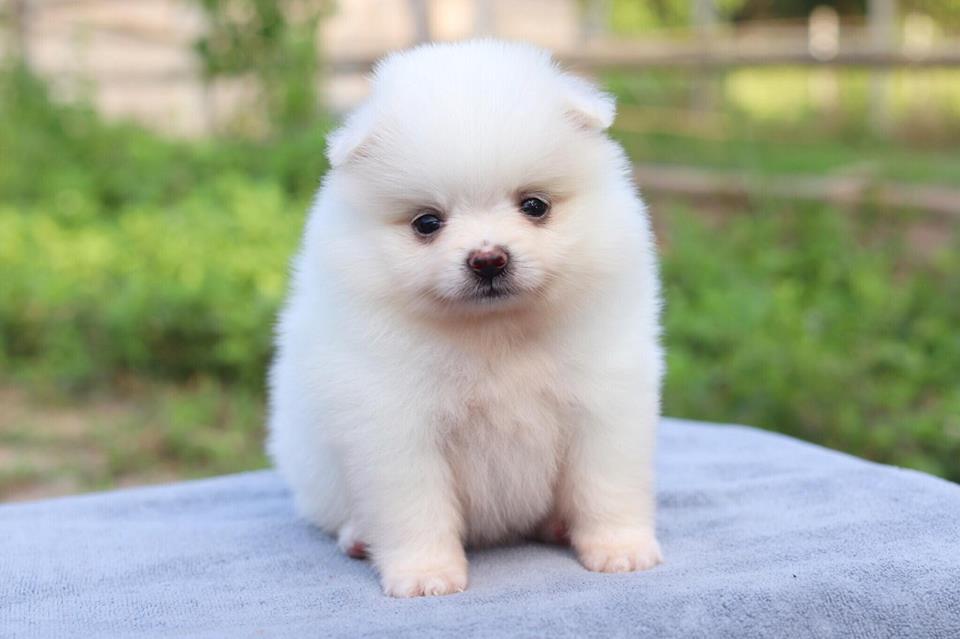 ปอมเมอเรเนียน เพศเมีย