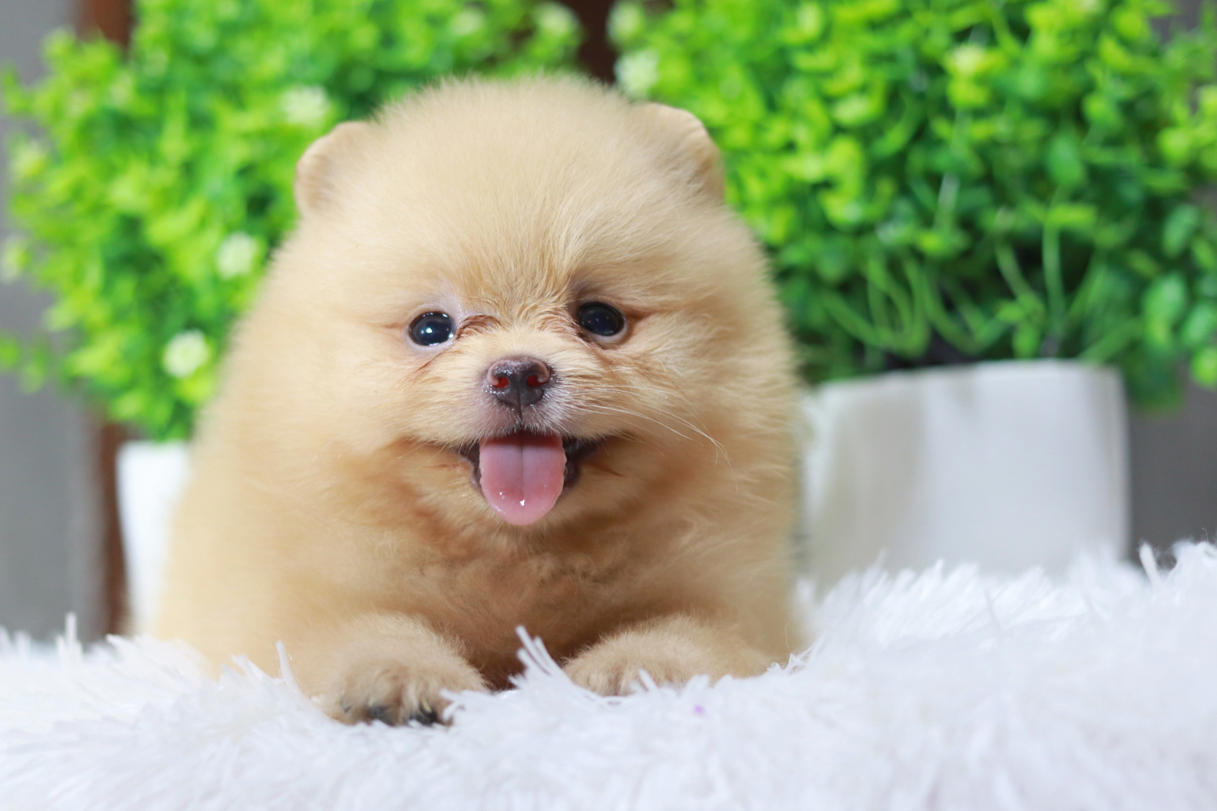ปอมเมอเรเนียน เพศเมียสีครีม หน้าตุ๊กตาขนแน่นๆ