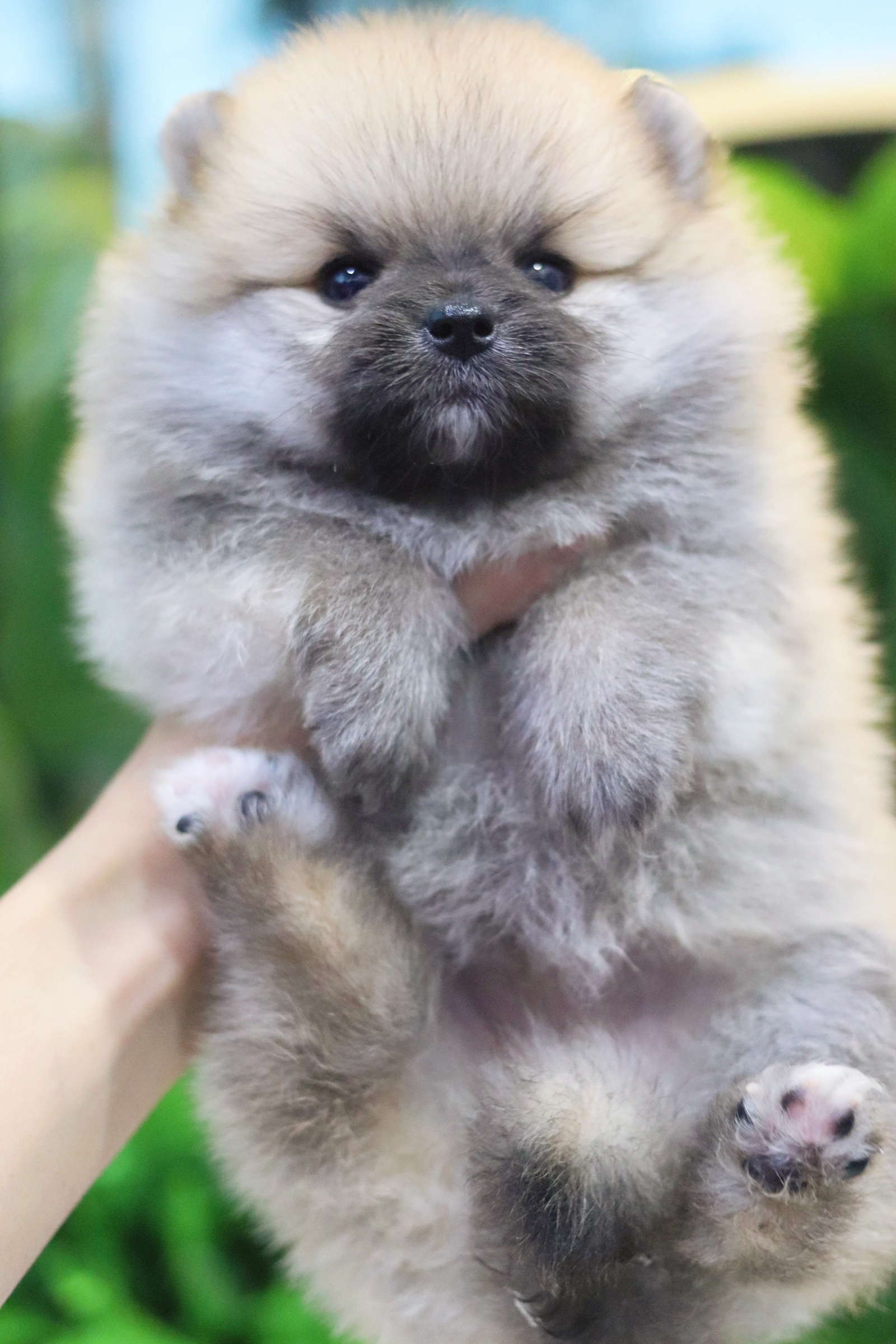 ปอมเมอเรเนียน เพศเมียสีส้ม