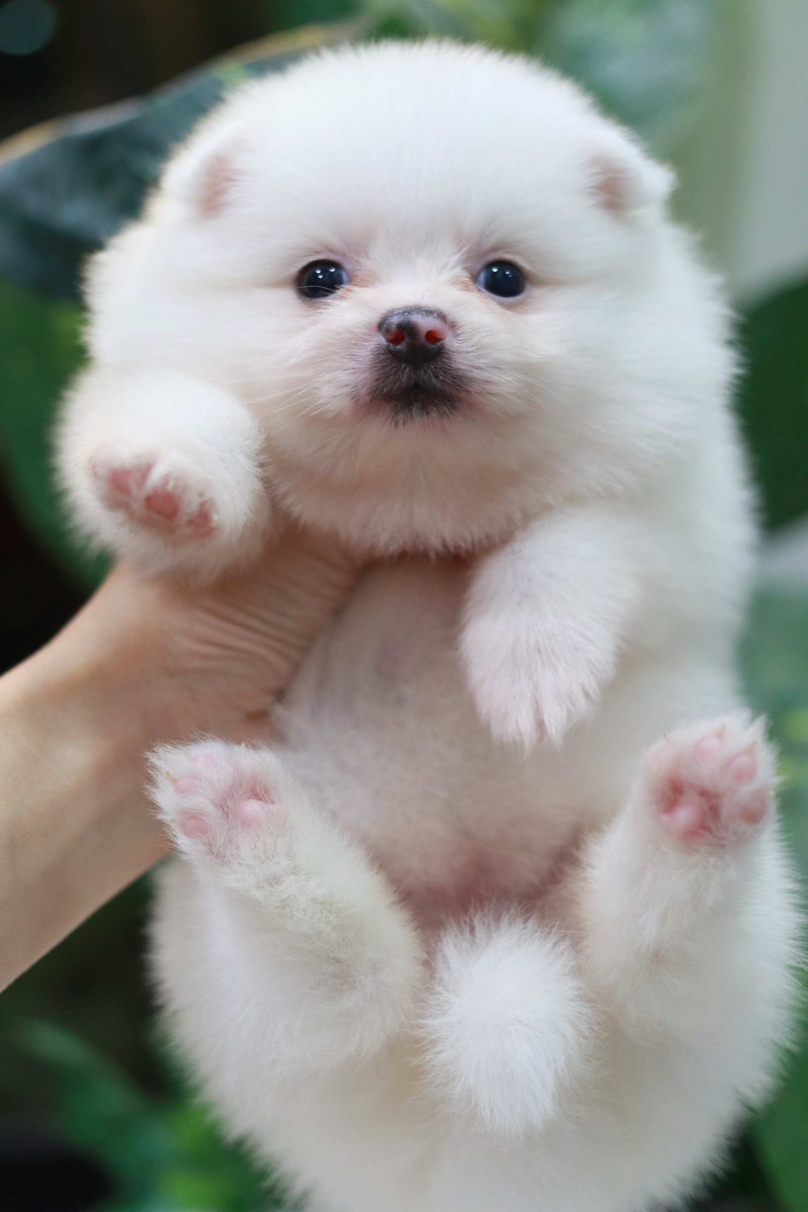 ปอมเมอเรเนียน เพศเมีย หน้าฟ็อก