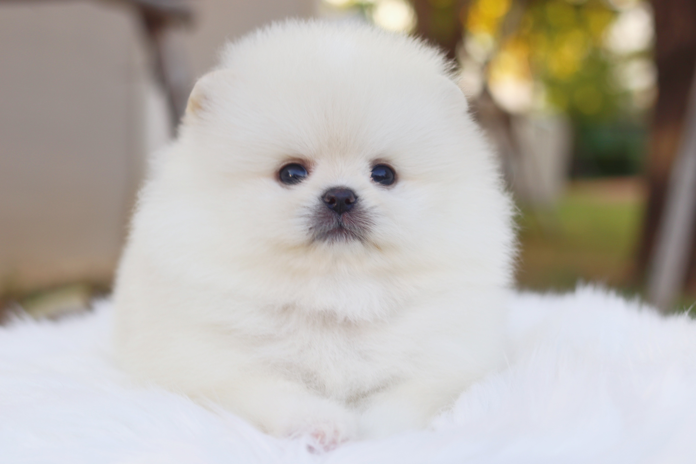 ปอมเมอเรเนียน เพศผู้ สีขาวครีมเกรดโชว์