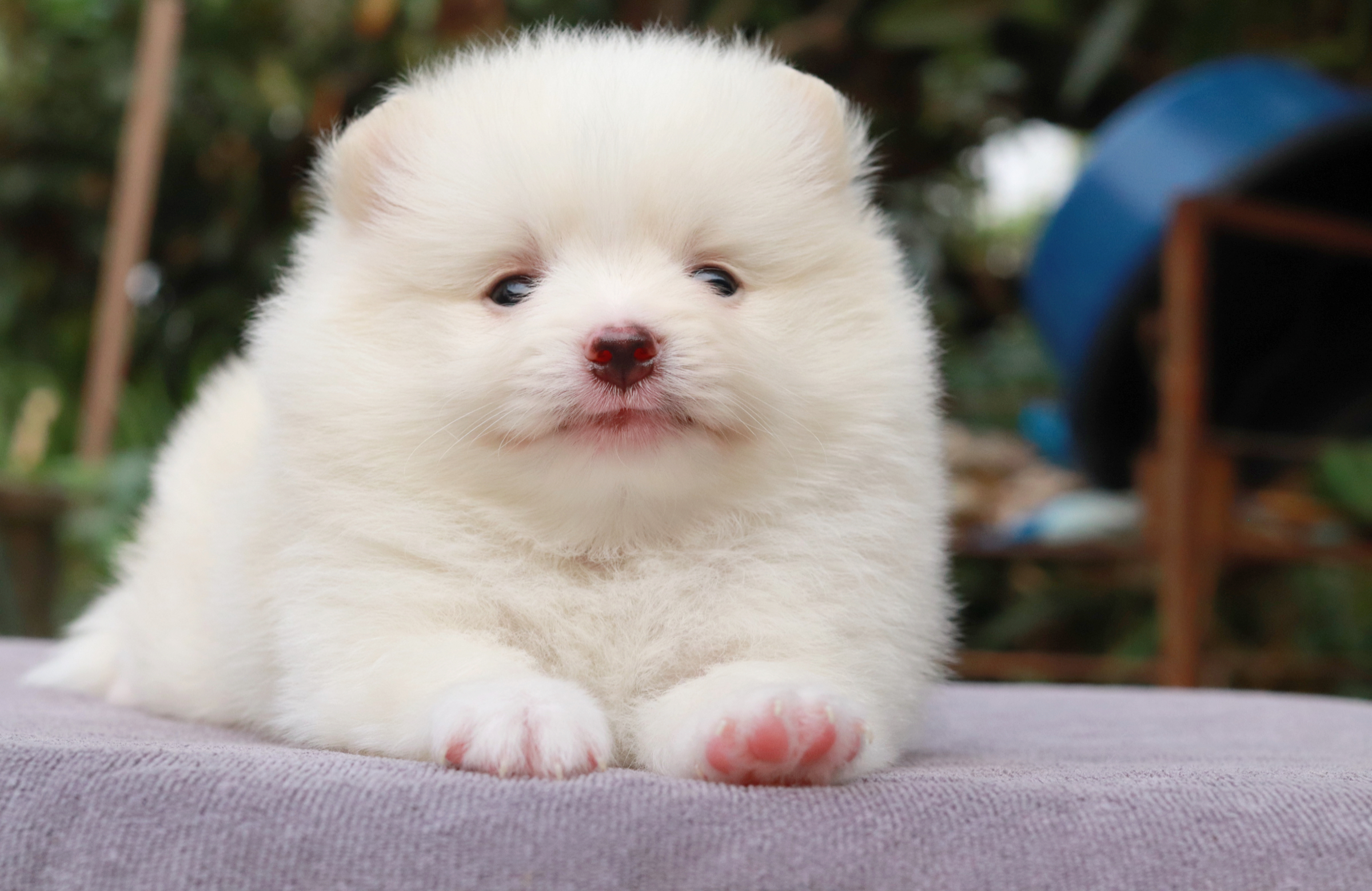 ปอมเมอเรเนียน เพศผู้ขาว