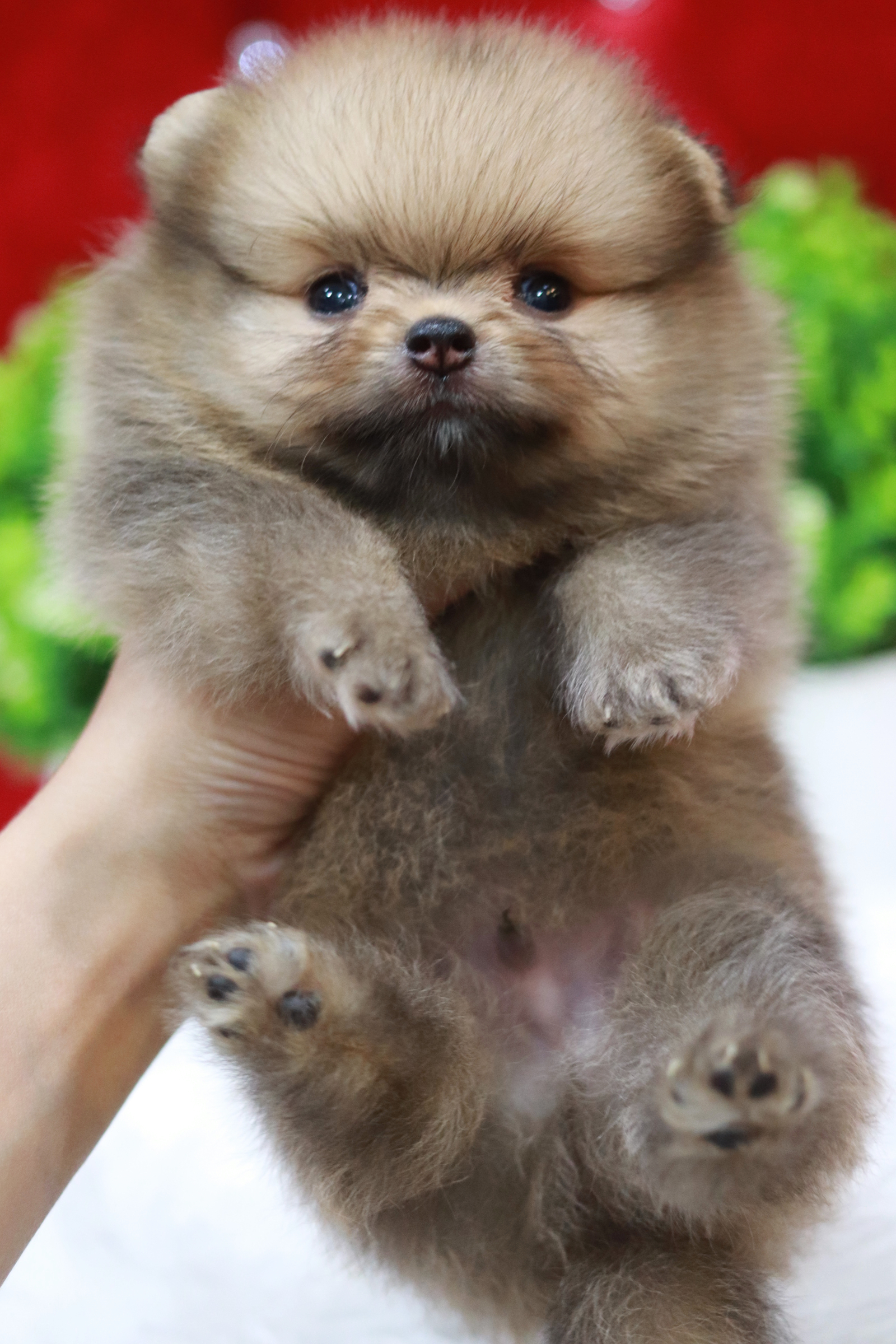 ปอมเมอเรเนียน เพศผู้ สีส้ม หน้าหมี