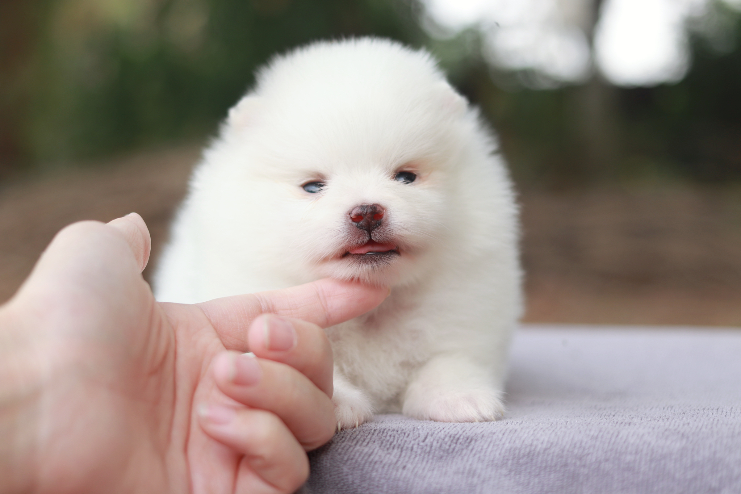 ปอมเมอเรเนียน เพศผู้