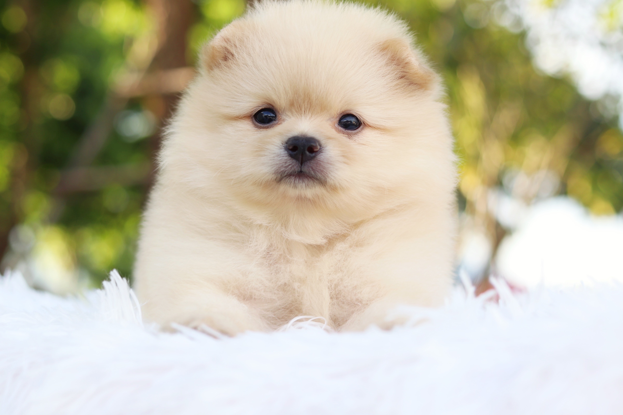 ปอมเมอเรเนียน เพศเมีย สีครีม