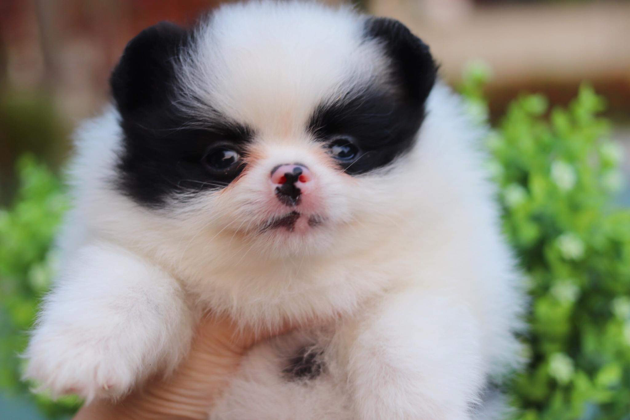 ปอมเมอเรเนียน เพศเมีย