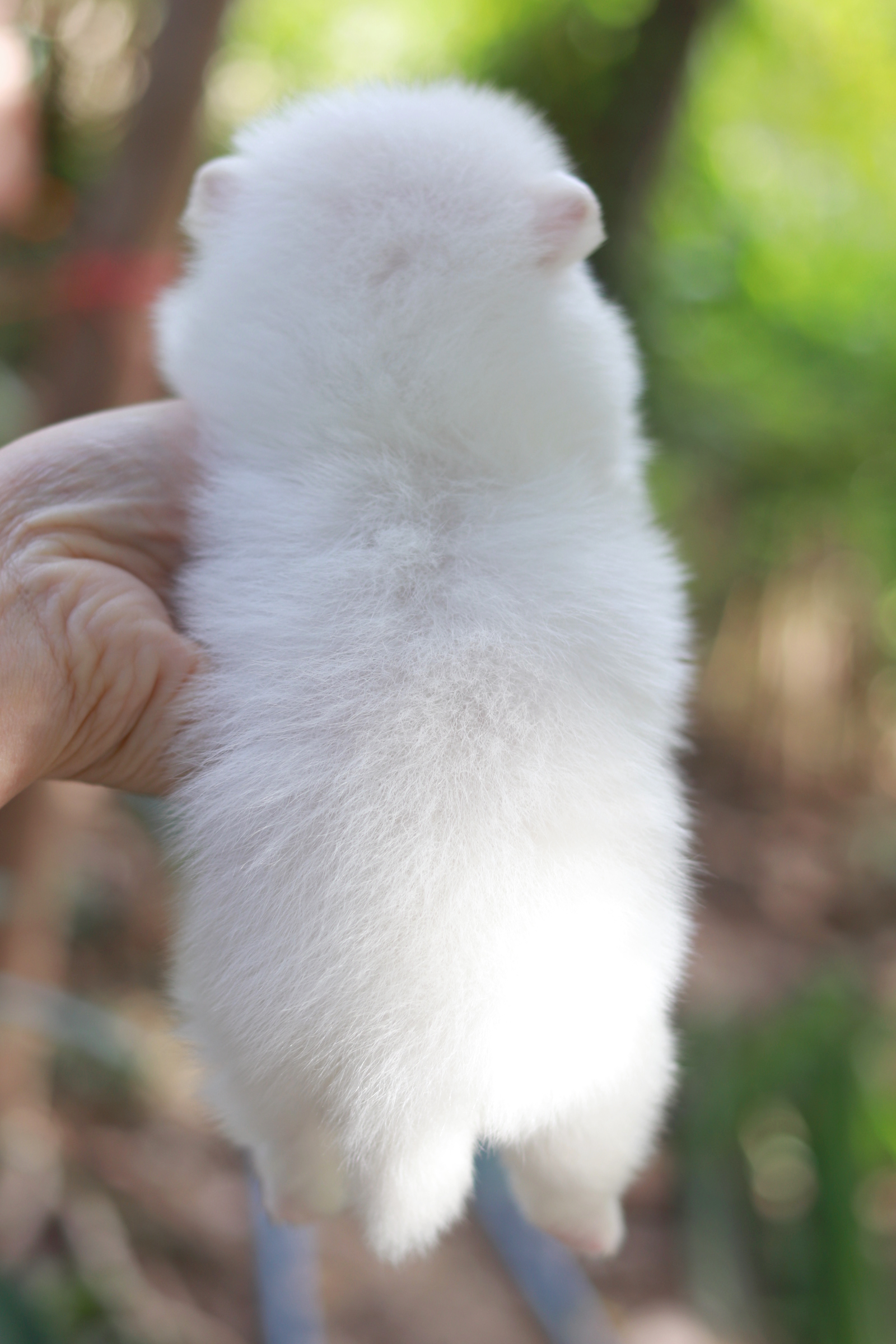 ปอมเมอเรเนียน เพศผู้ สีขาว