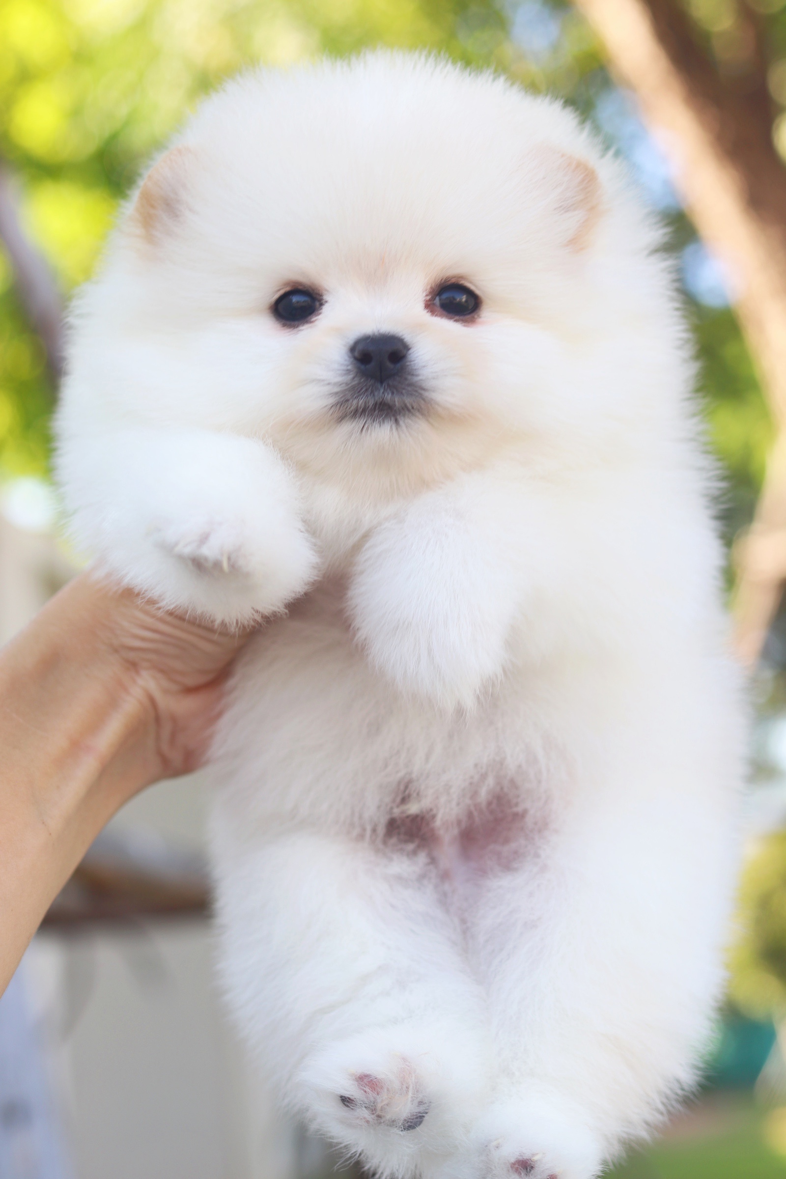 ปอมเมอเรเนียน เพศผู้ สีขาวครีม ไซส์เล็กเกรดโชว์