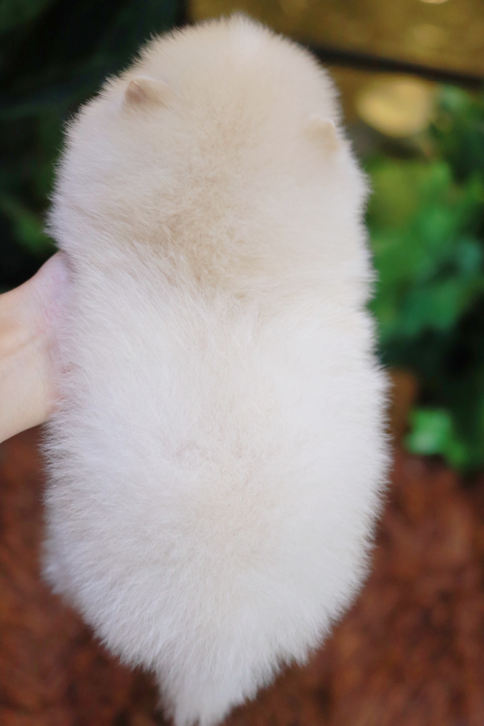 ปอมเมอเรเนียน เพศผู้ สีขาวครีม