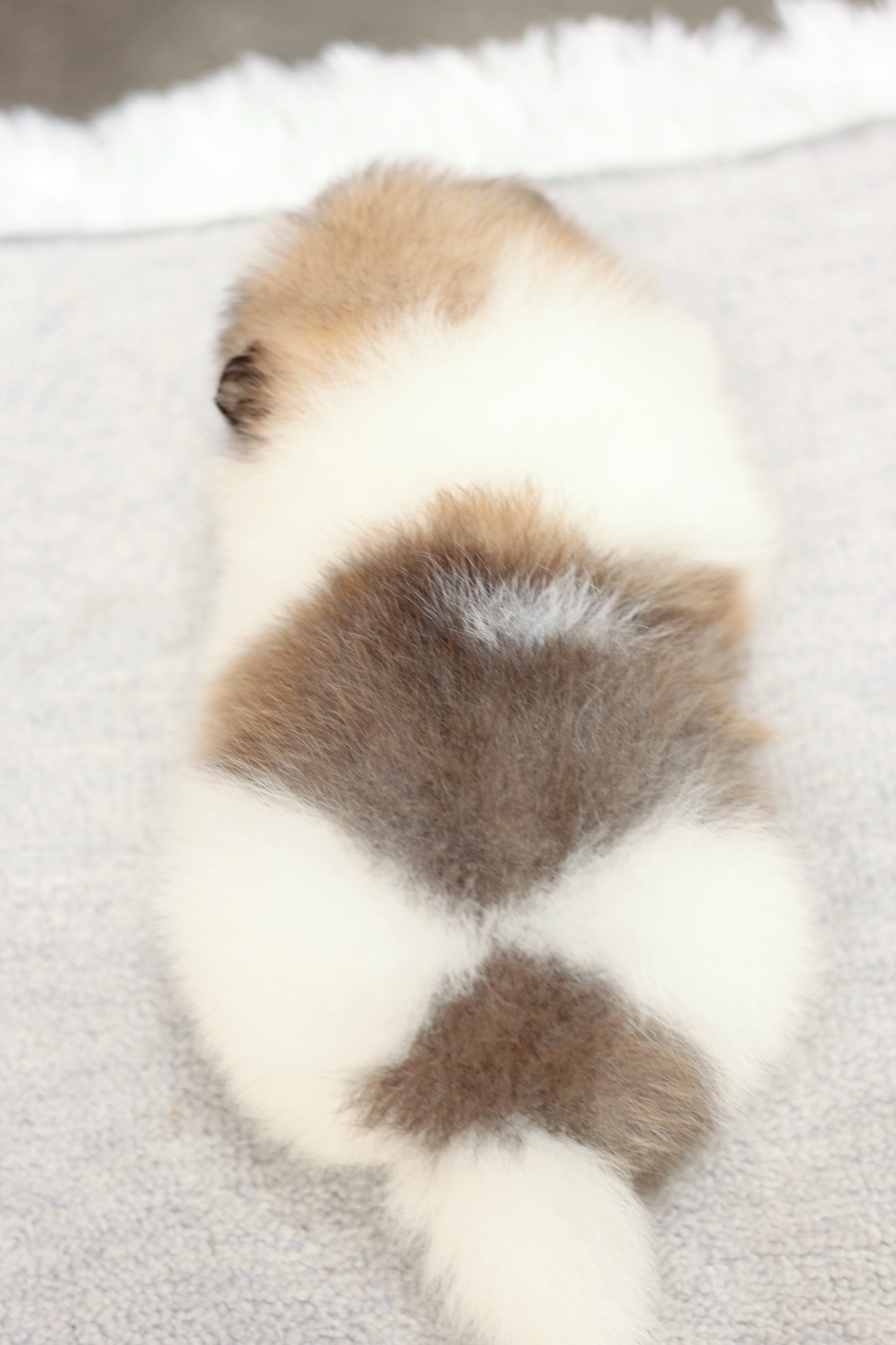 ปอมเมอเรเนียน เพศเมีย แฟนซี