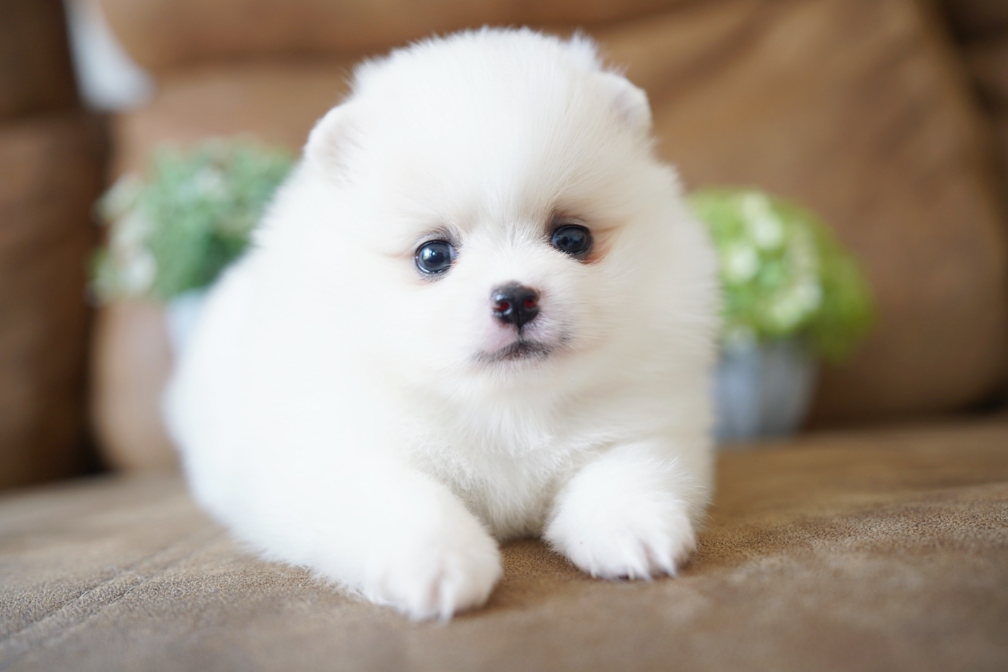 ปอมเมอเรเนียน เพศเมียสีขาวครีม