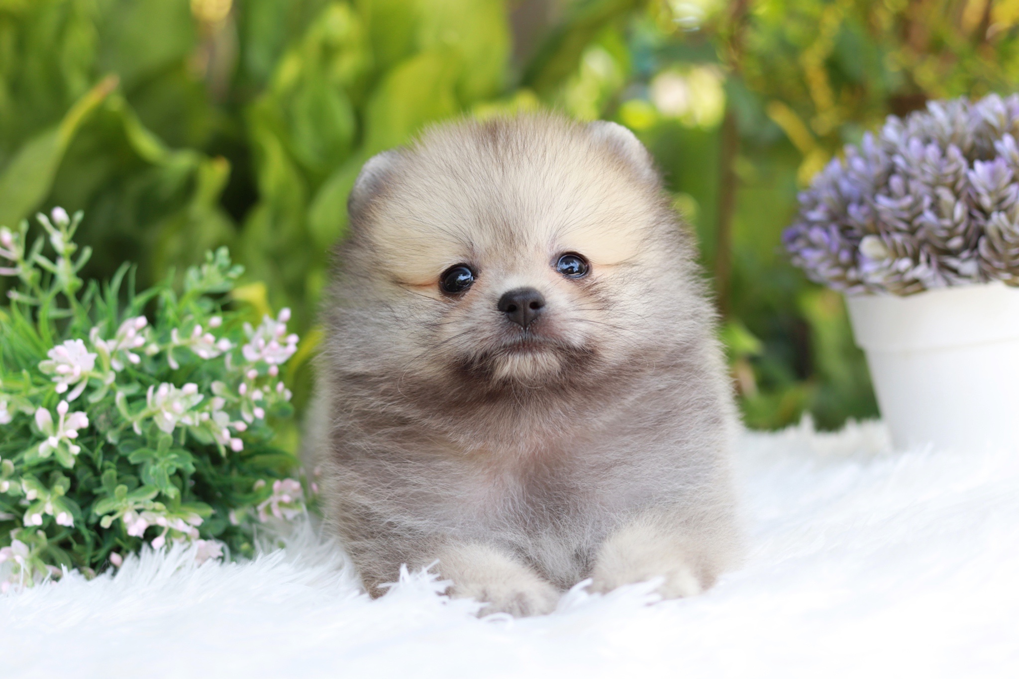 ปอมเมอเรเนียน เพศผู้สีส้ม