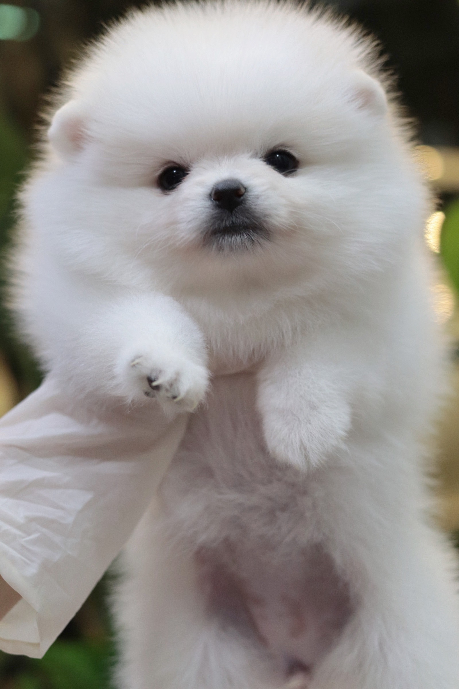 ปอมเมอเรเนียน เพศเมีย สีขาวครีม