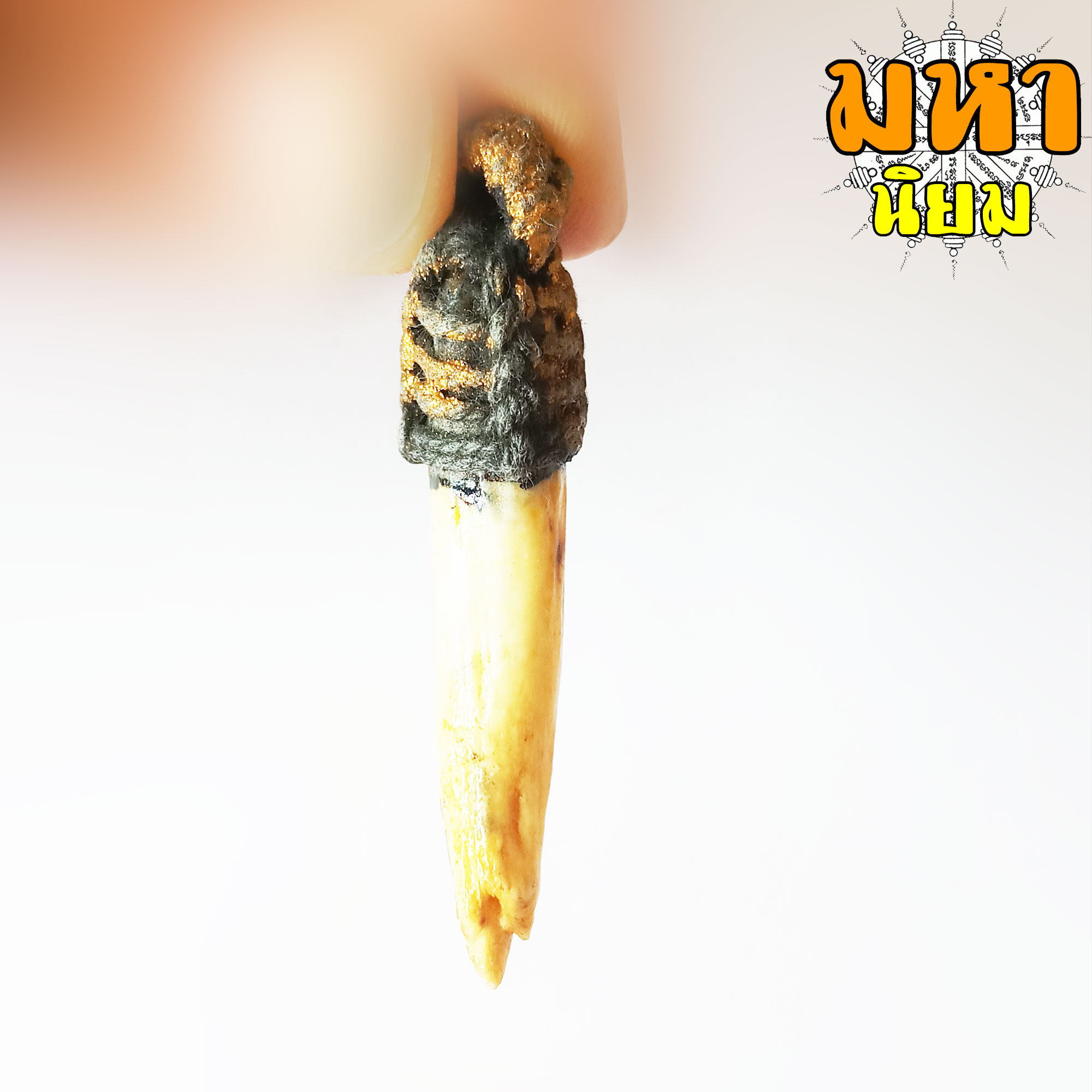 เขี้ยวหมูตัน ถักเชือกรอบ ไม่ทราบที่มาแน่ชัด โปรดใช้วิจารณญาณ