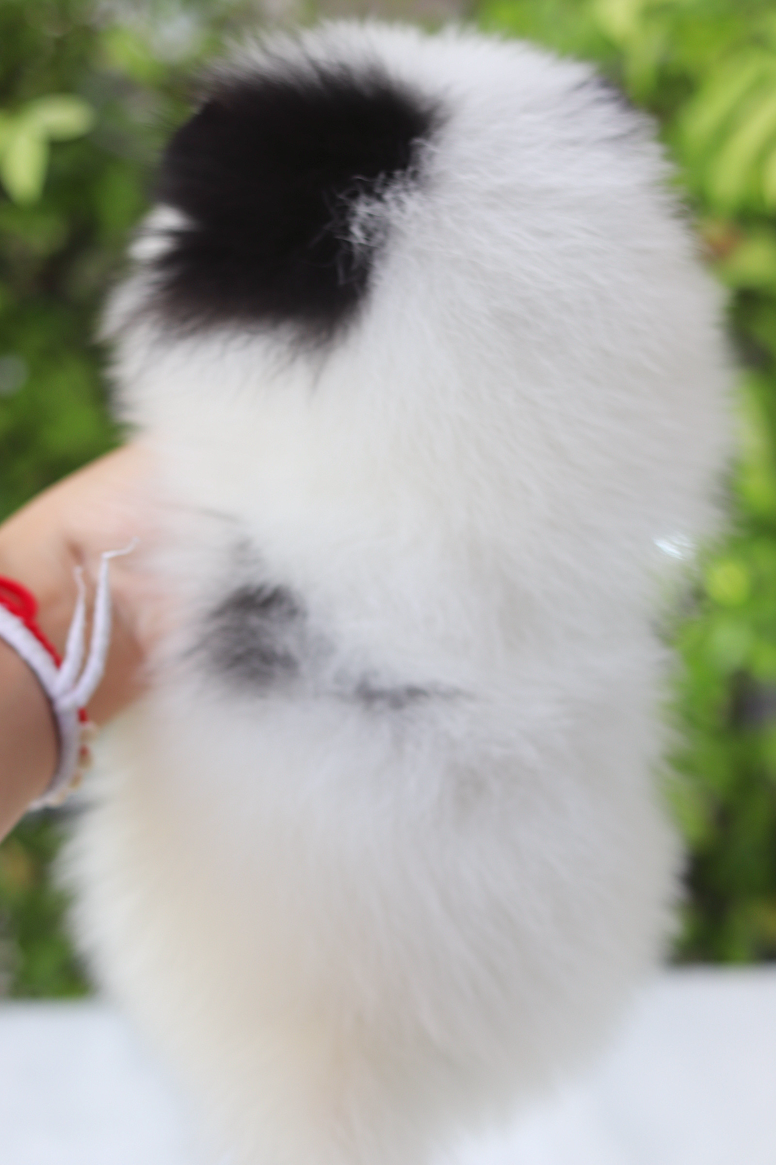 ปอมเมอเรเนียน เพศผู้สีแฟนซีตาฟ้า