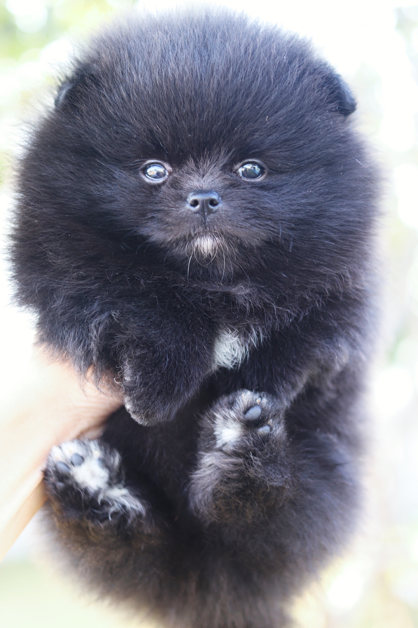 ปอมเมอเรเนียน เพศผู้ สีดำ