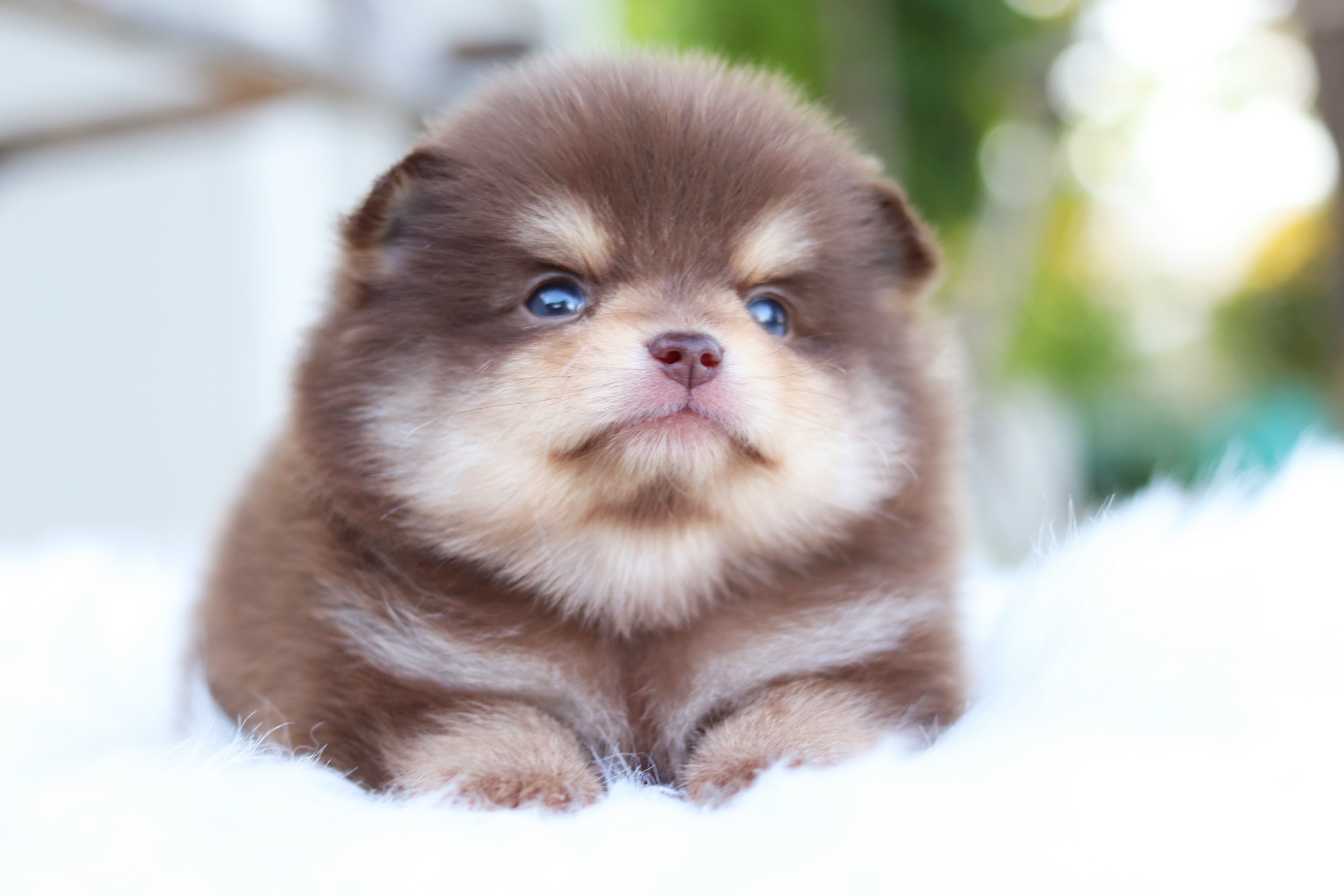 ปอมเมอเรเนียน เพศผู้ สีช็อคแทน