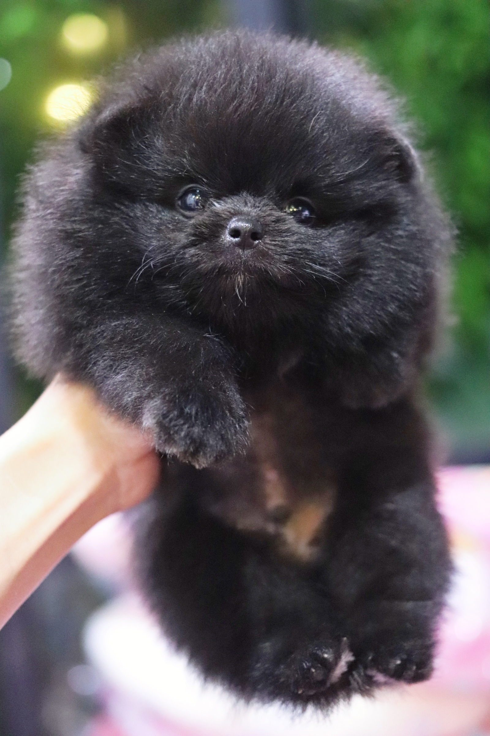 ปอมเมอเรเนียน เพศผู้ สีดำ