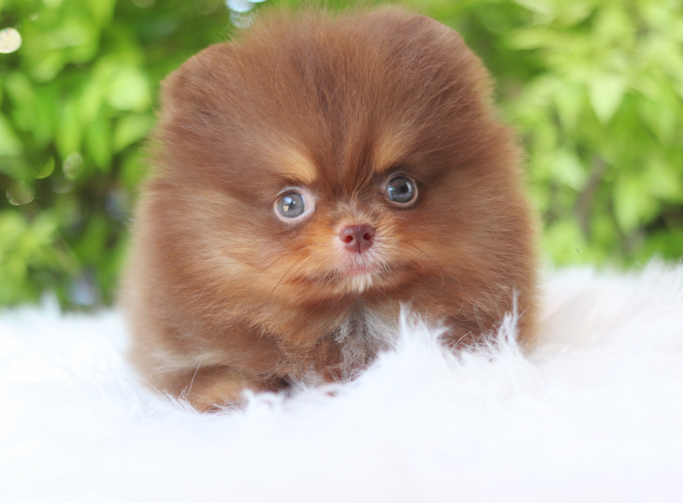 ปอมเมอเรเนียน เพศผู้สีช็อคแทนเกรดโชว์