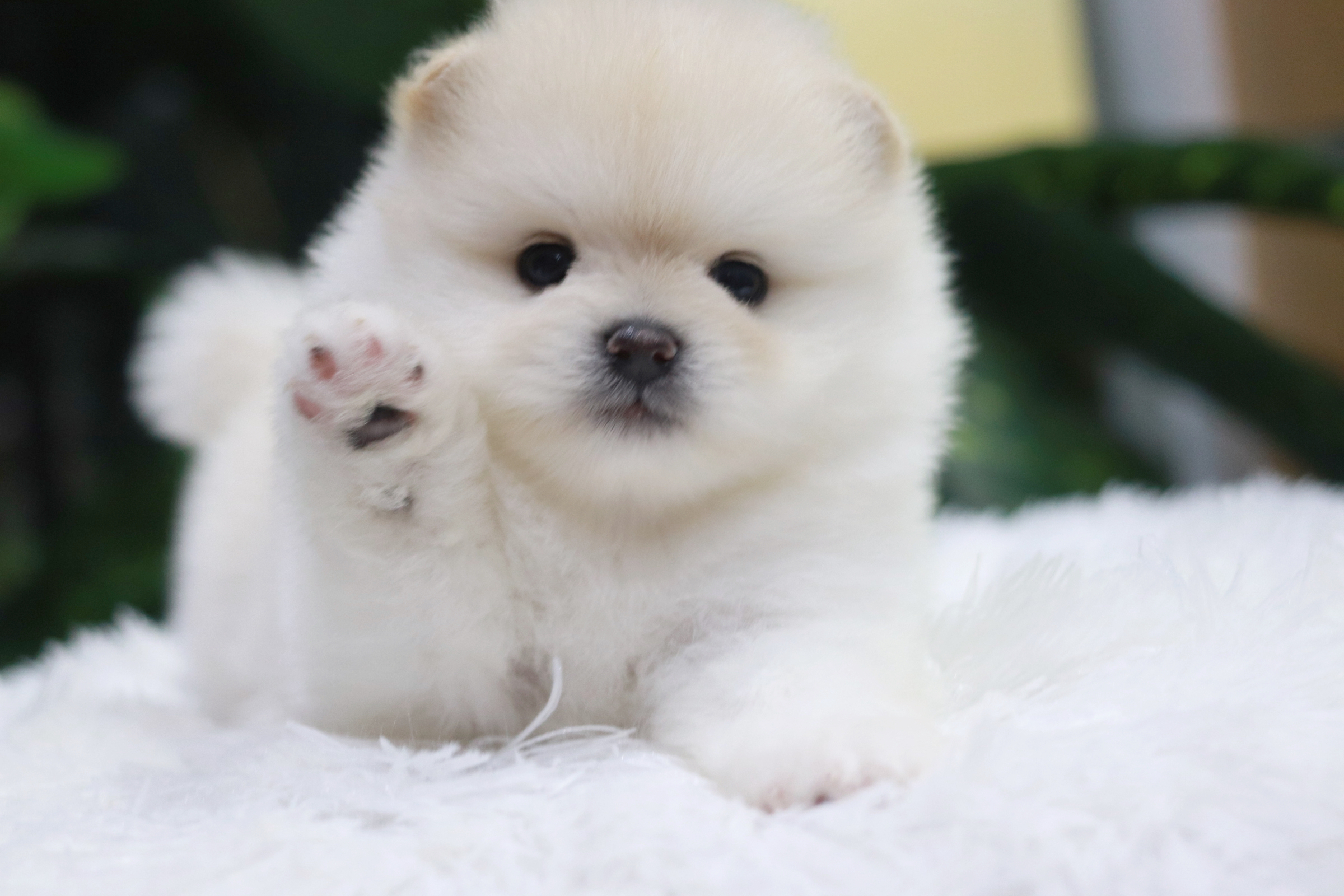 ปอมเมอเรเนียน เพศผู้ขาวครีม หน้าฟ็อก