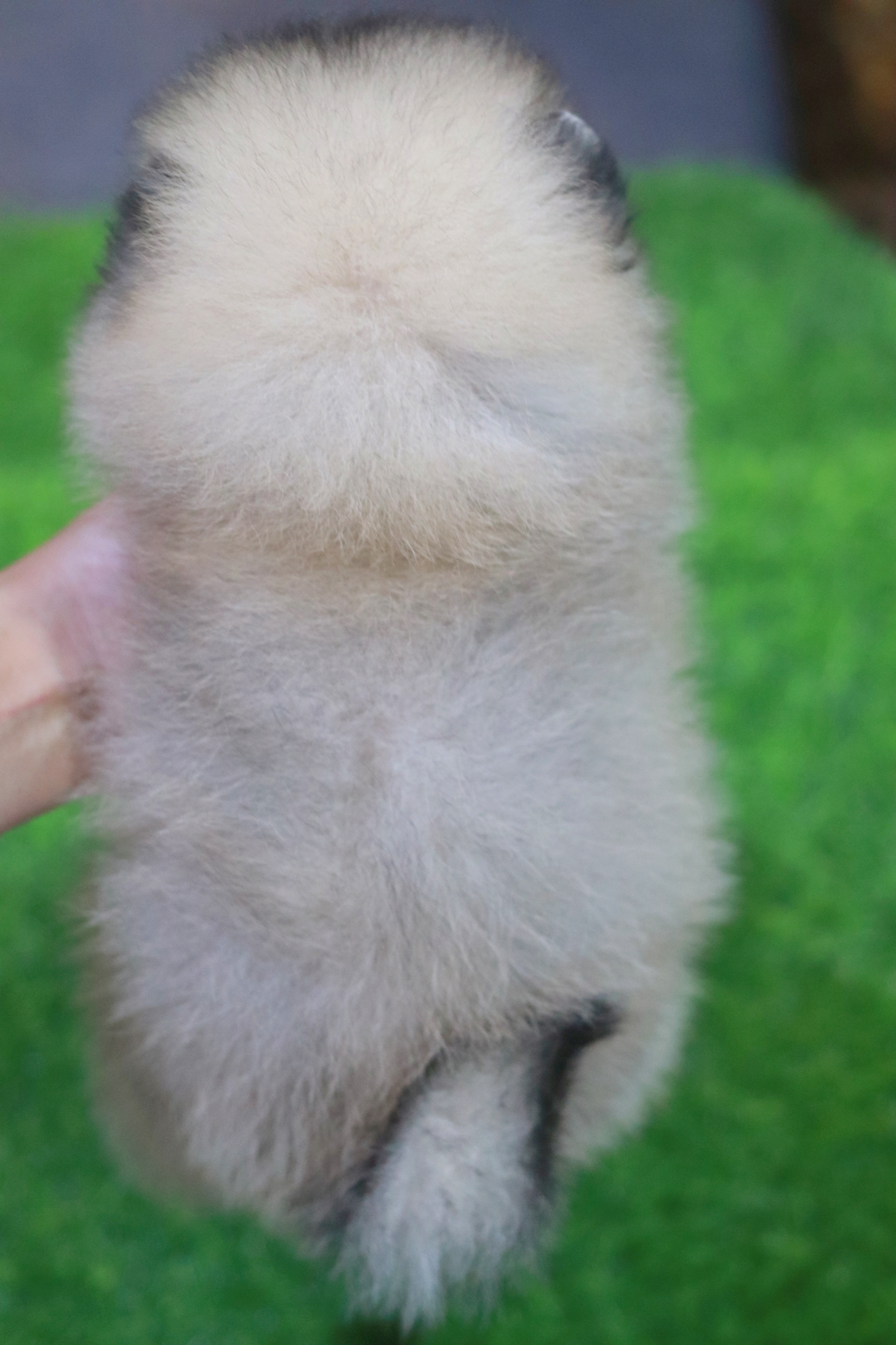 ปอมเมอเรเนียน เพศผู้สีส้ม