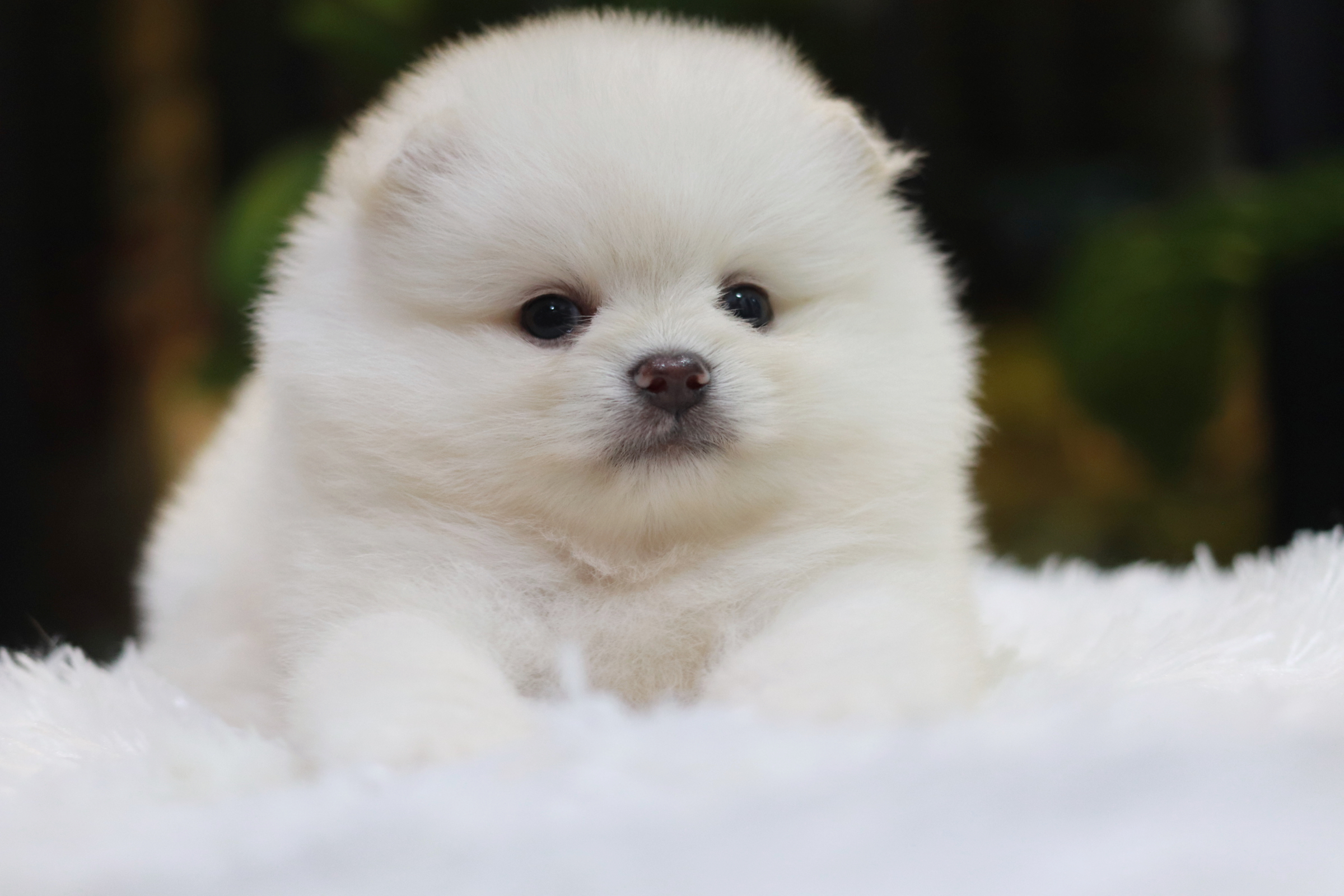 ปอมเมอเรเนียน เพศผู้ สีขาวครีม