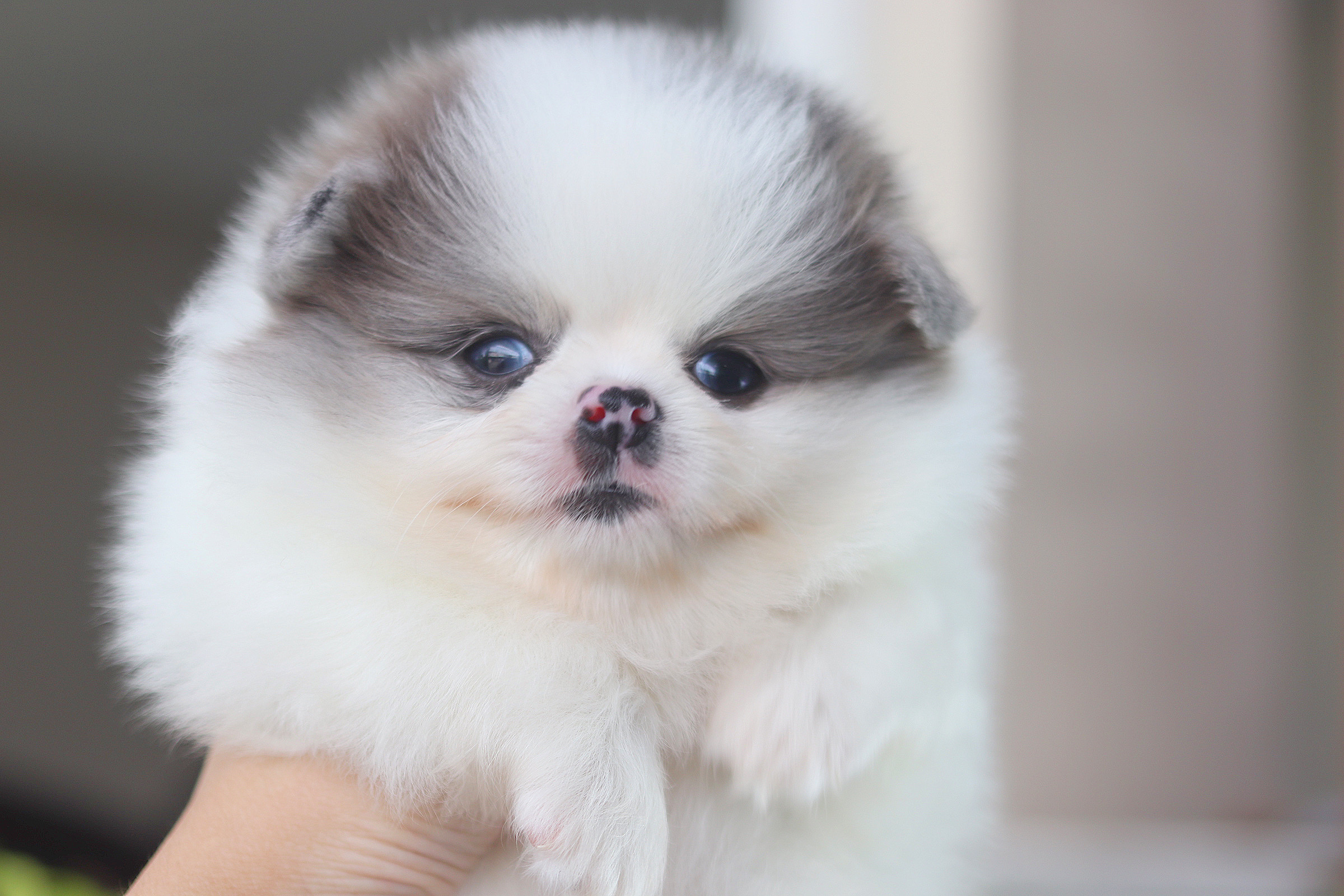 ปอมเมอเรเนียน เพศผู้สีแฟนซี