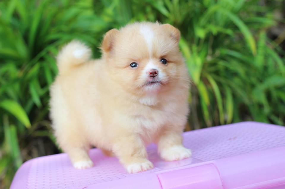 ปอมเมอเรเนียน เพศเมีย สีครีม