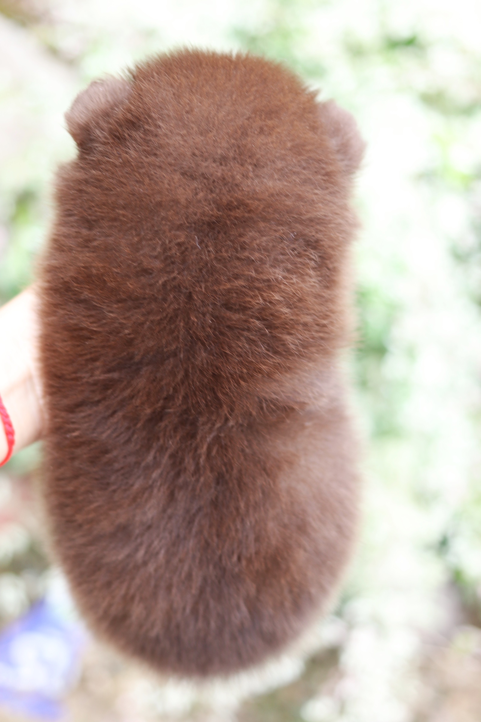 ปอมเมอเรเนียน เพศผู้ ช็อคแทน