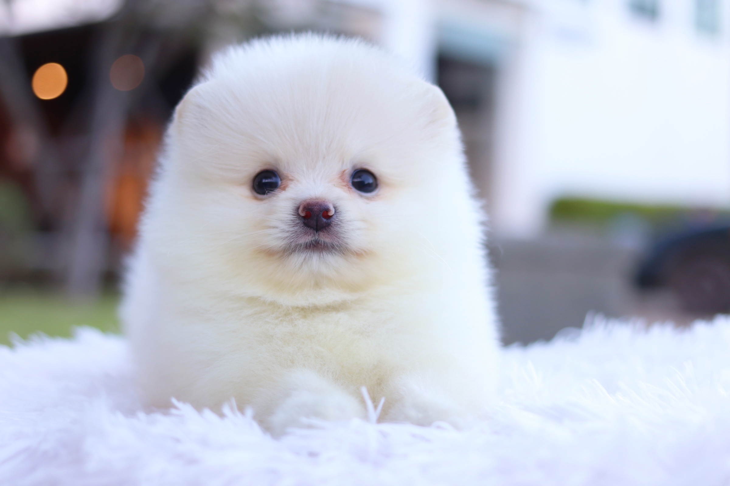 ปอมเมอเรเนียน เพศผู้ สีขาวครีม