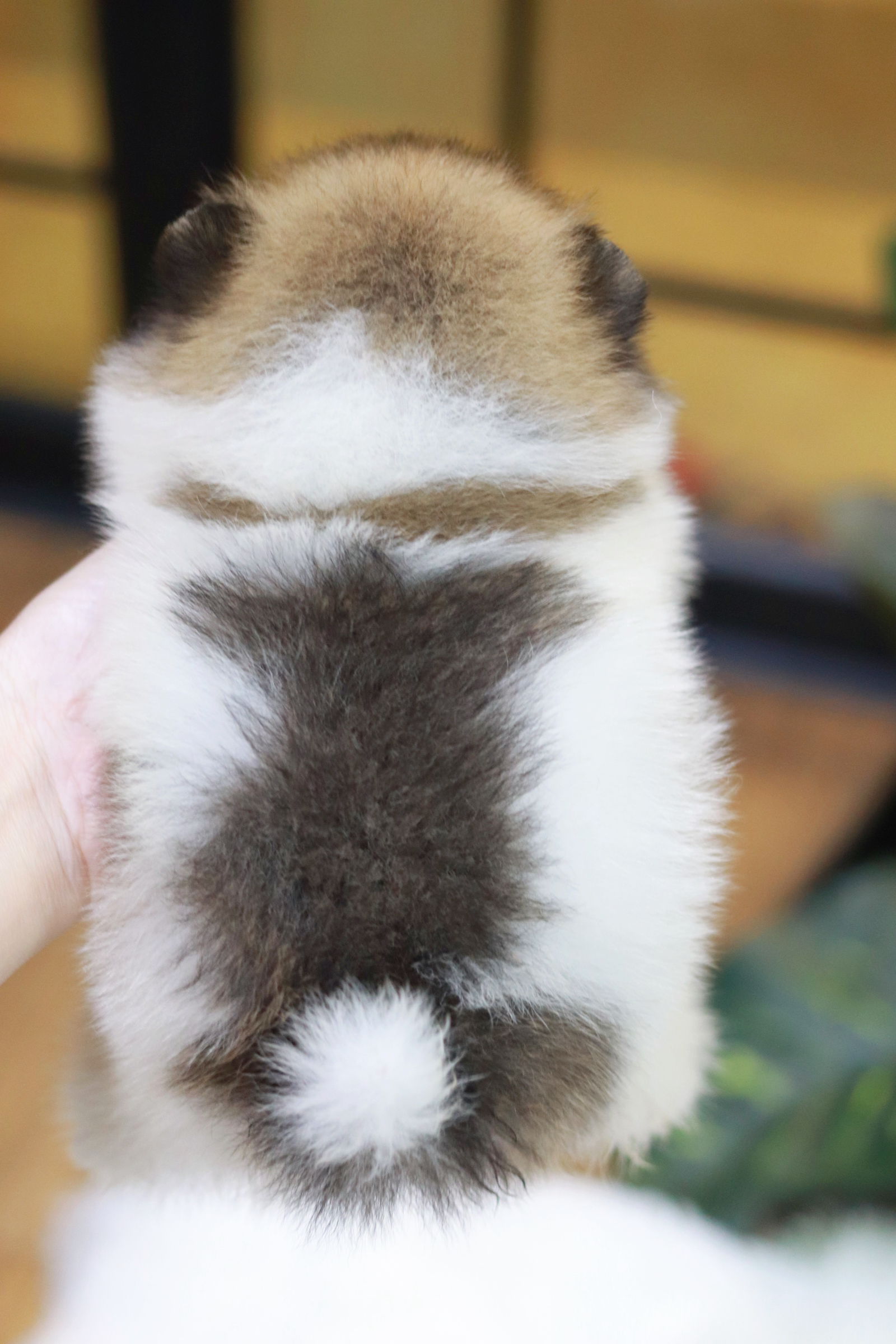 ปอมเมอเรเนียน เพศเมีย