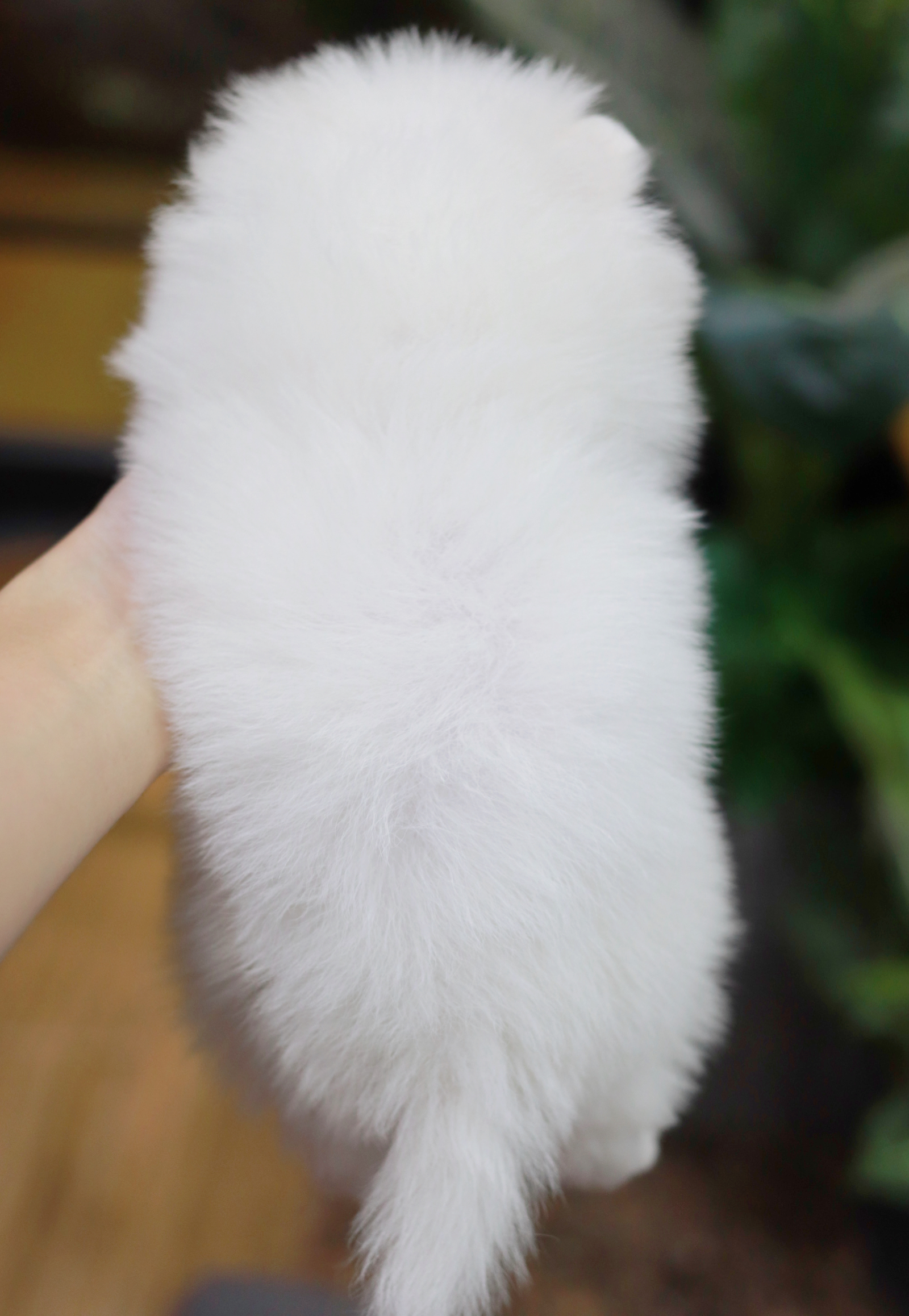 ปอมเมอเรเนียน เพศเมีย