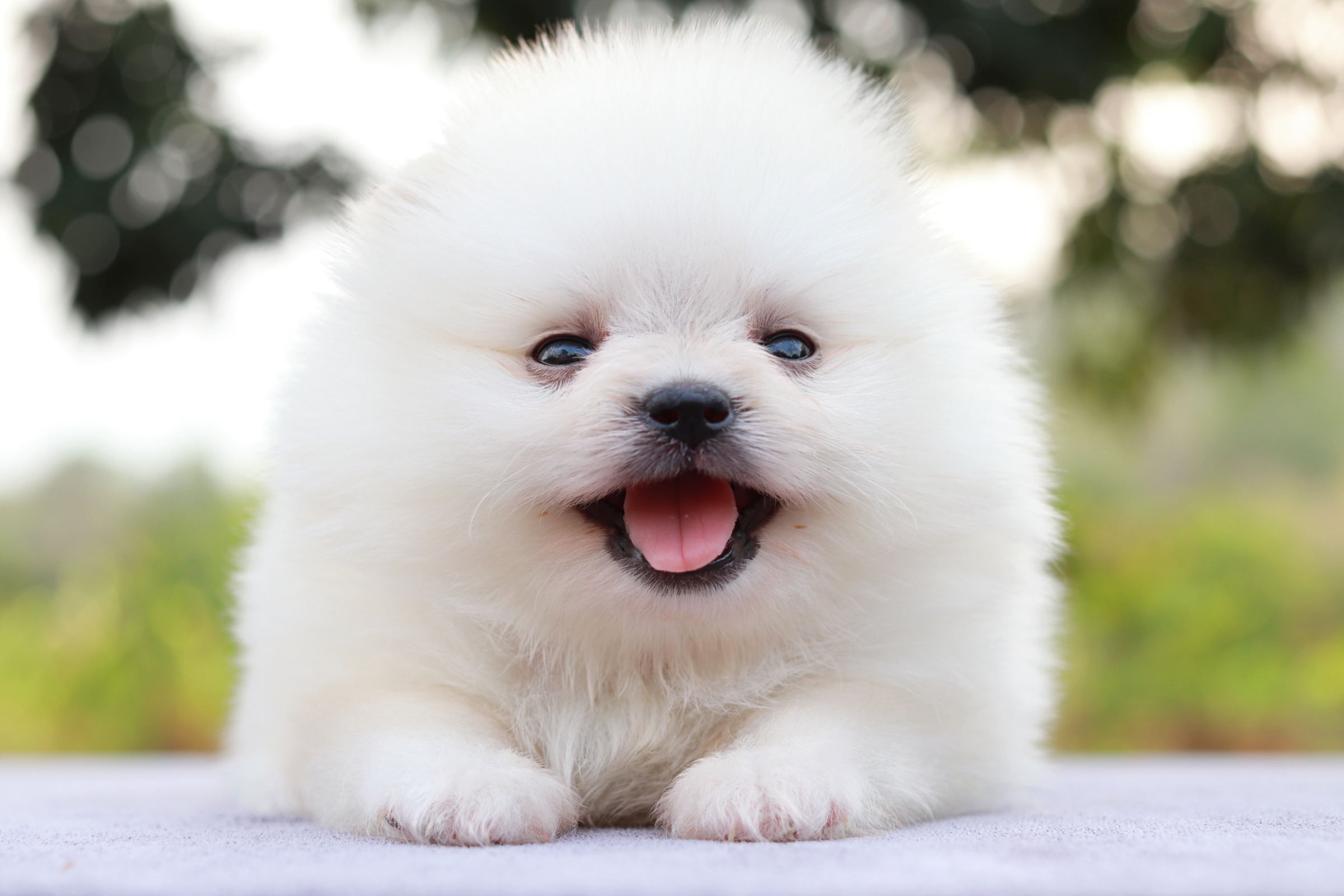 ปอมเมอเรเนียน เพศผู้