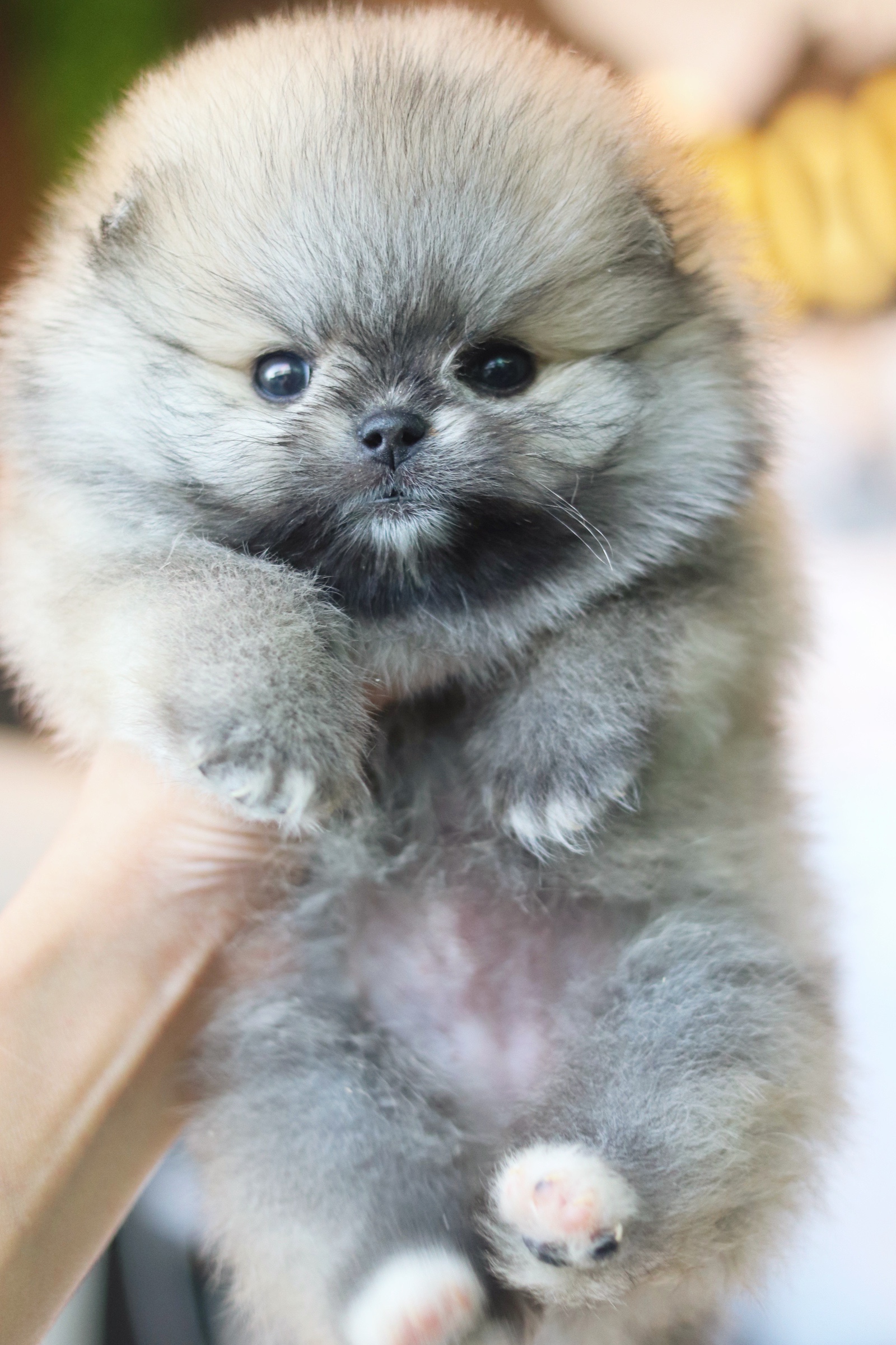 ปอมเมอเรเนียน เพศเมียสีส้ม