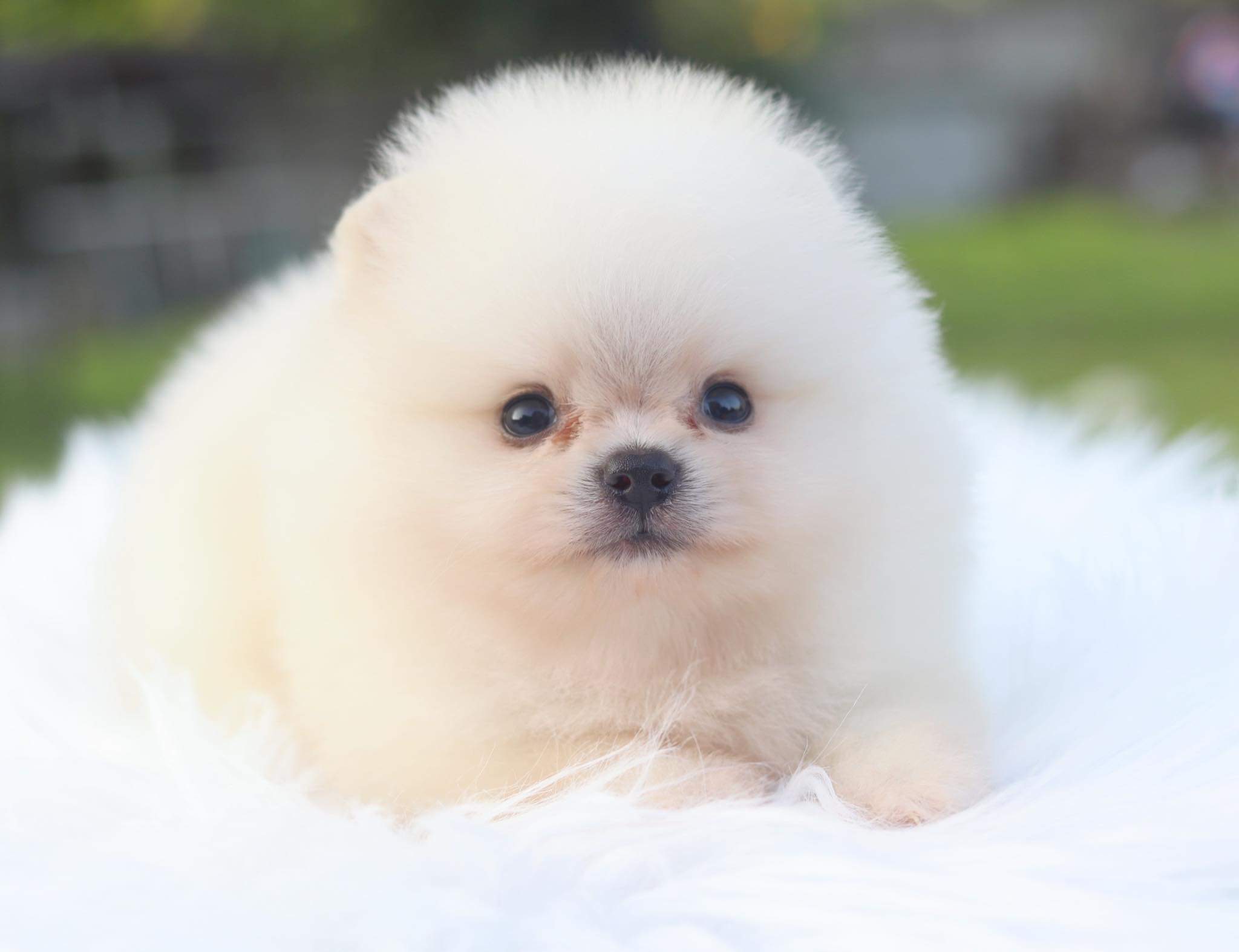 ปอมเมอเรเนียน เพศผู้ ขาวครีมไซด์เล็ก เกรดโชว์