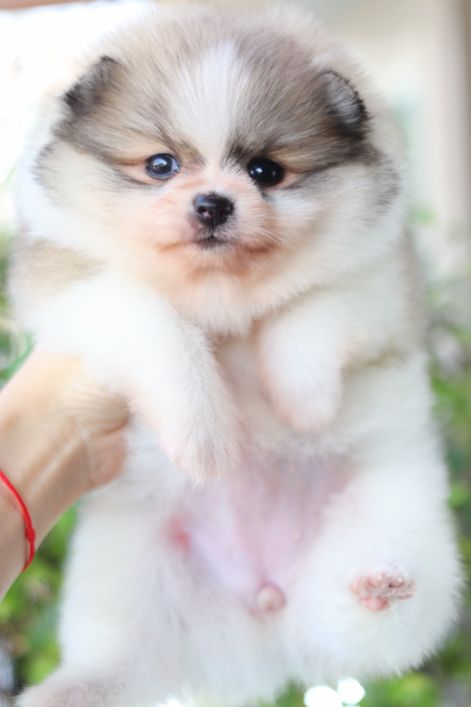 ปอมเมอเรเนียน เพศเมียสีแฟนซี