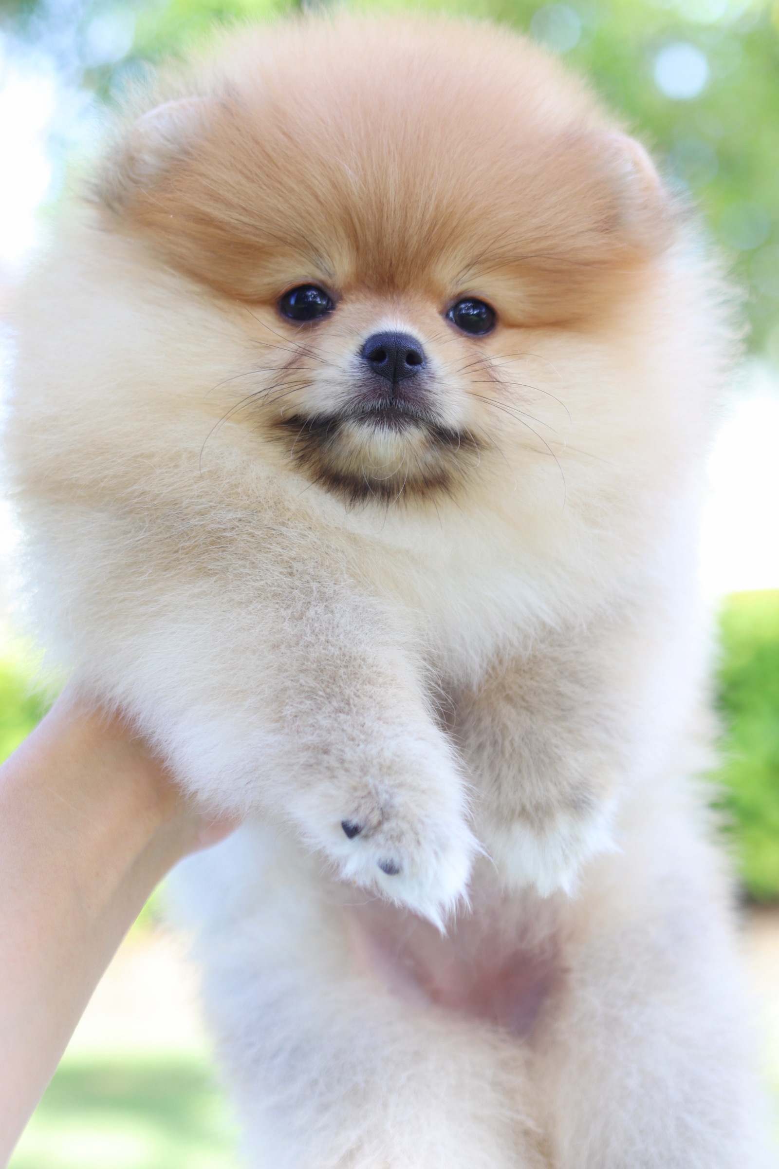 ปอมเมอเรเนียน เพศเมียสีส้ม