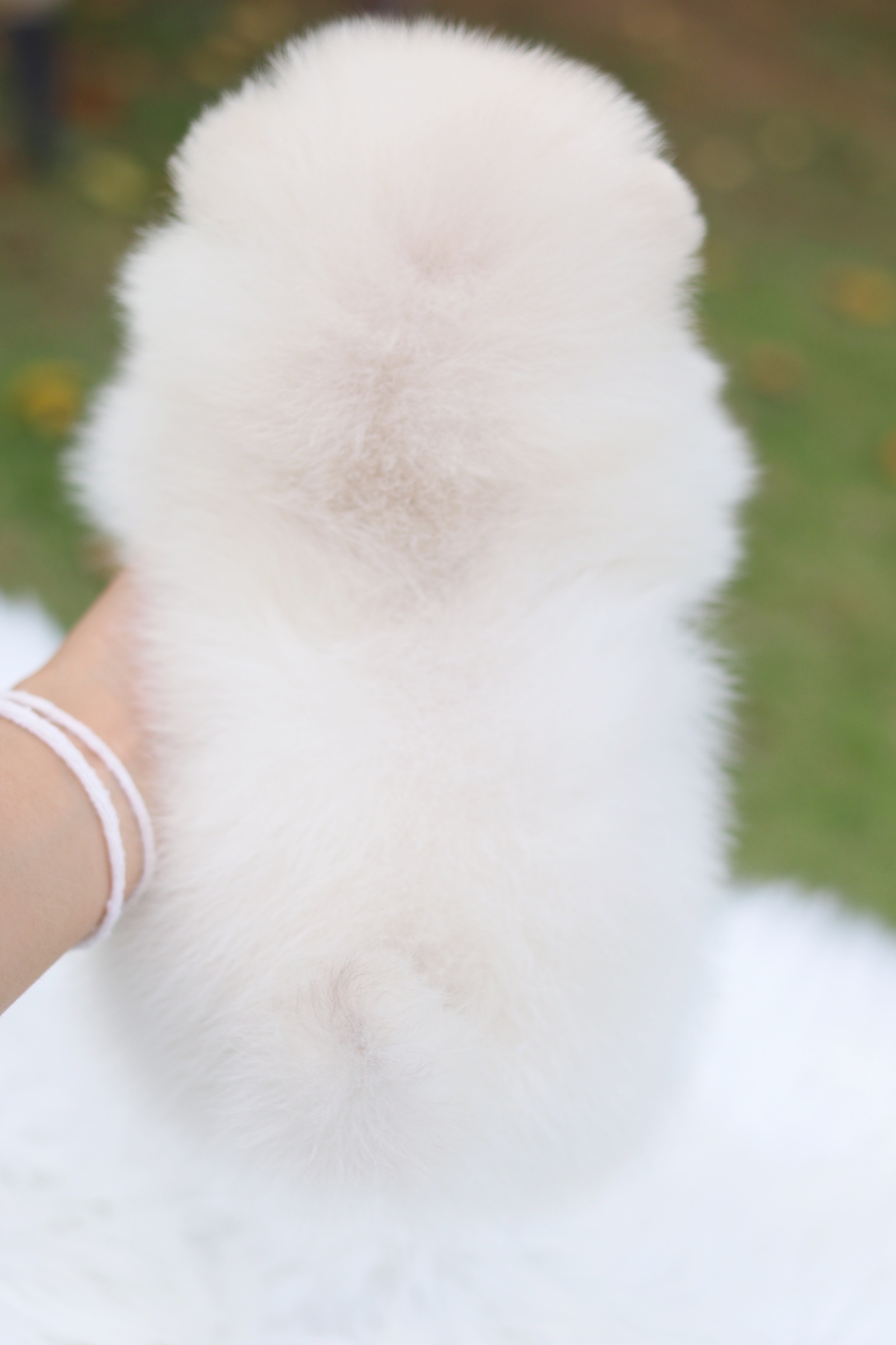 ปอมเมอเรเนียน เพศเมียสีขาวครีม