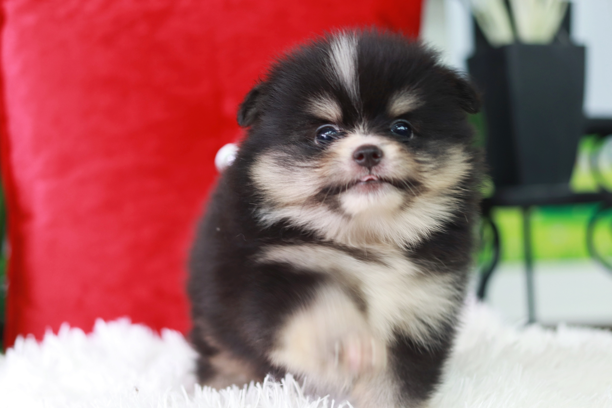 ปอมเมอเรเนียน เพศผู้ ไซส์เล็ก