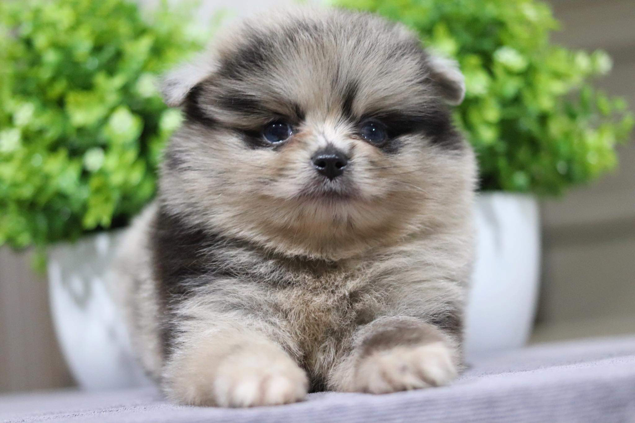 ปอมเมอเรเนียน เพศผู้ (Merle)