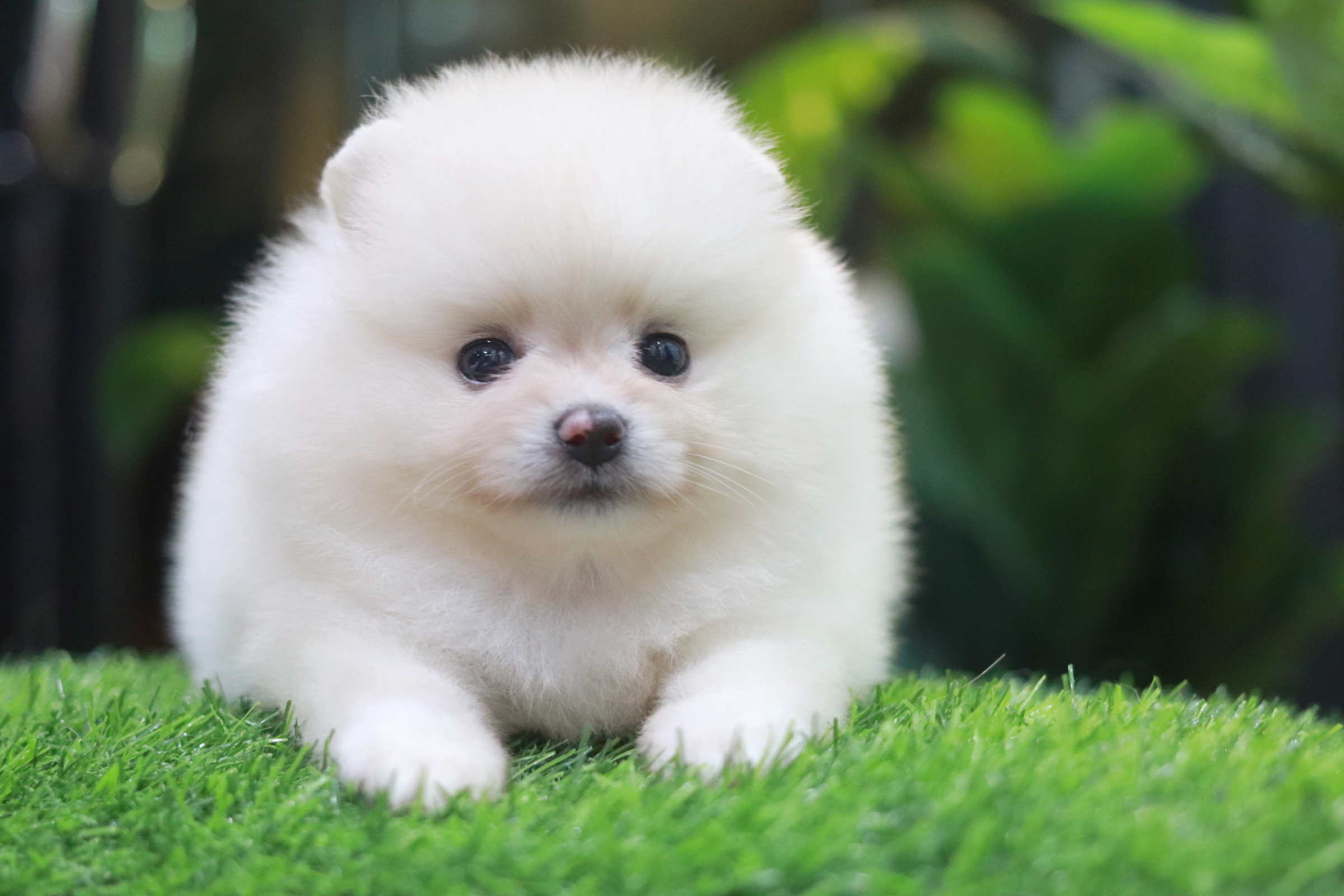 ปอมเมอเรเนียน เพศเมียขาวครีม ขนแน่นๆ