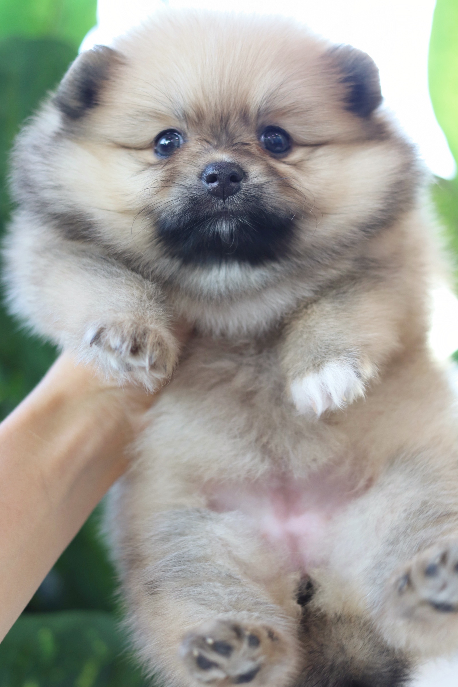 ปอมเมอเรเนียน เพศเมียสีส้ม