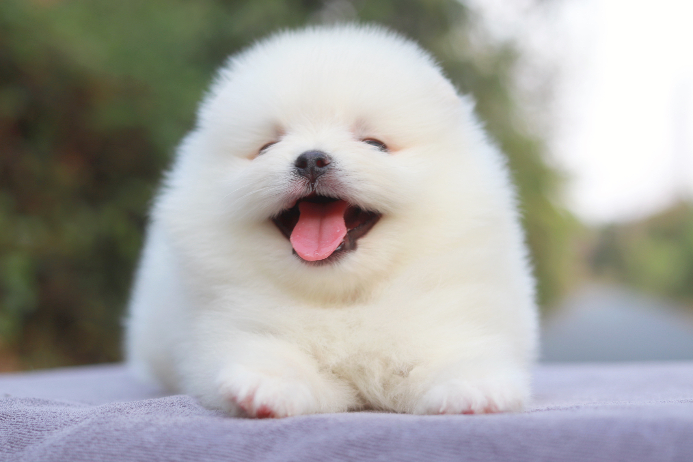 ปอมเมอเรเนียน เพศผู้ขาวขนแน่น