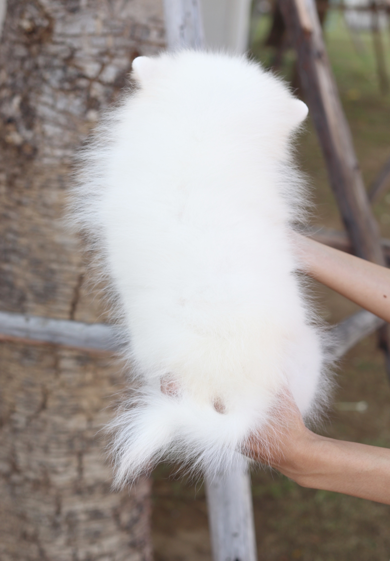 ปอมเมอเรเนียน เพศเมียสีขาวครีมสามเดือน