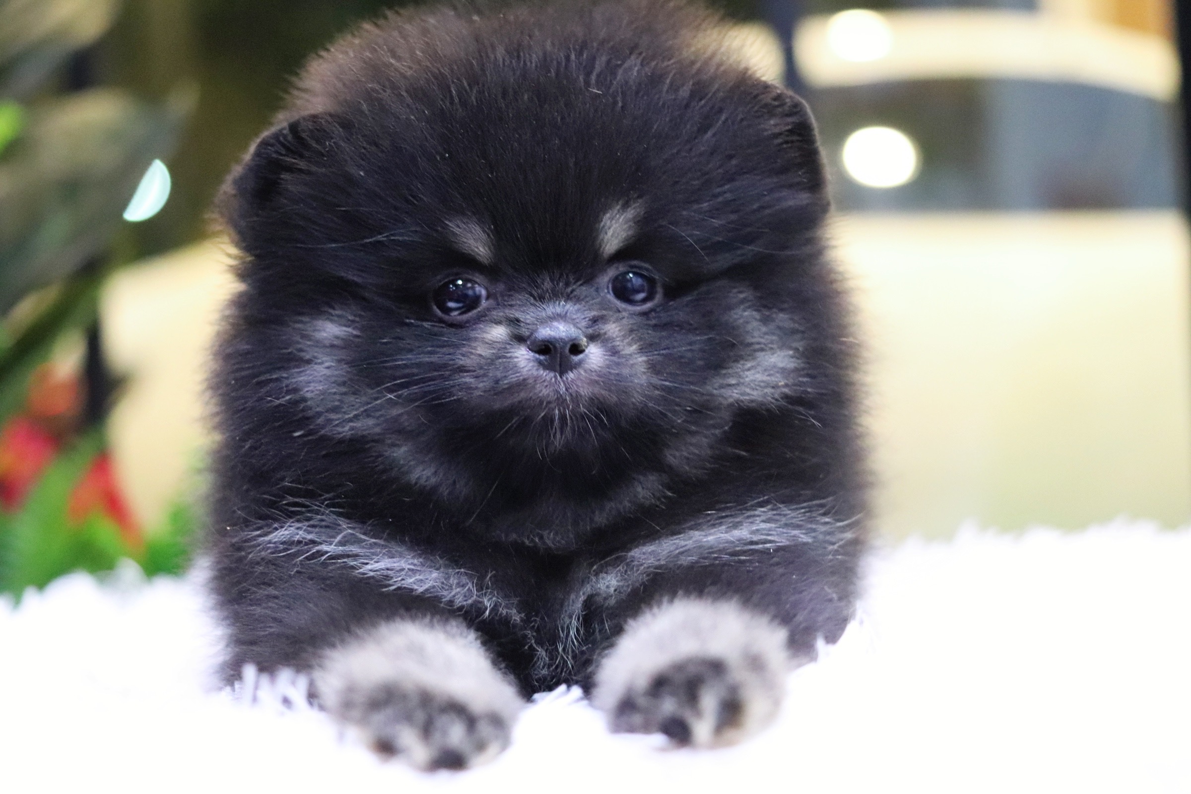 ปอมเมอเรเนียน เพศเมียแบล็คแทน