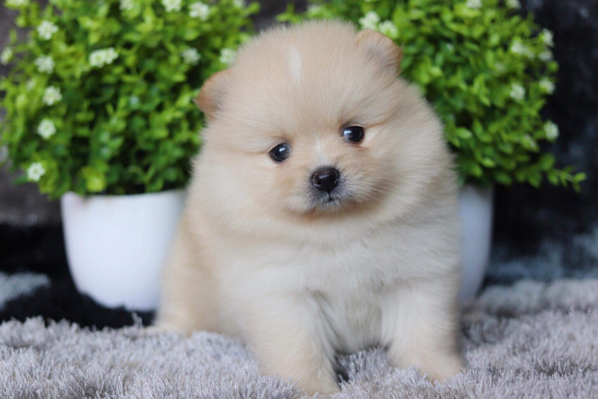 ปอมเมอเรเนียน เพศเมีย