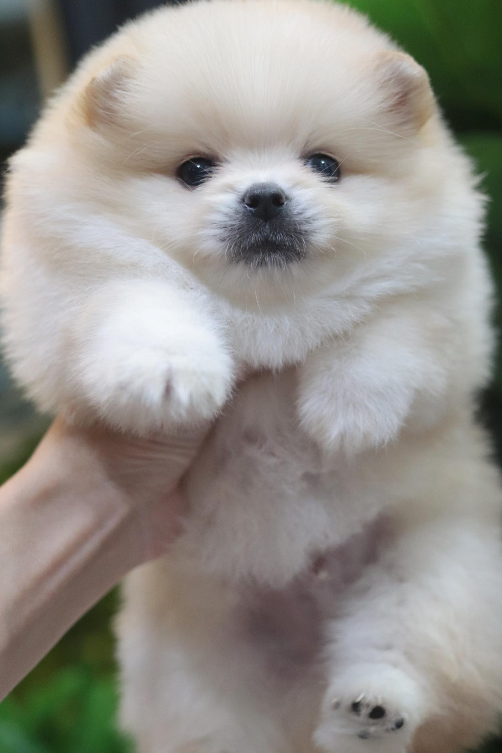 ปอมเมอเรเนียน เพศผู้ ครีม