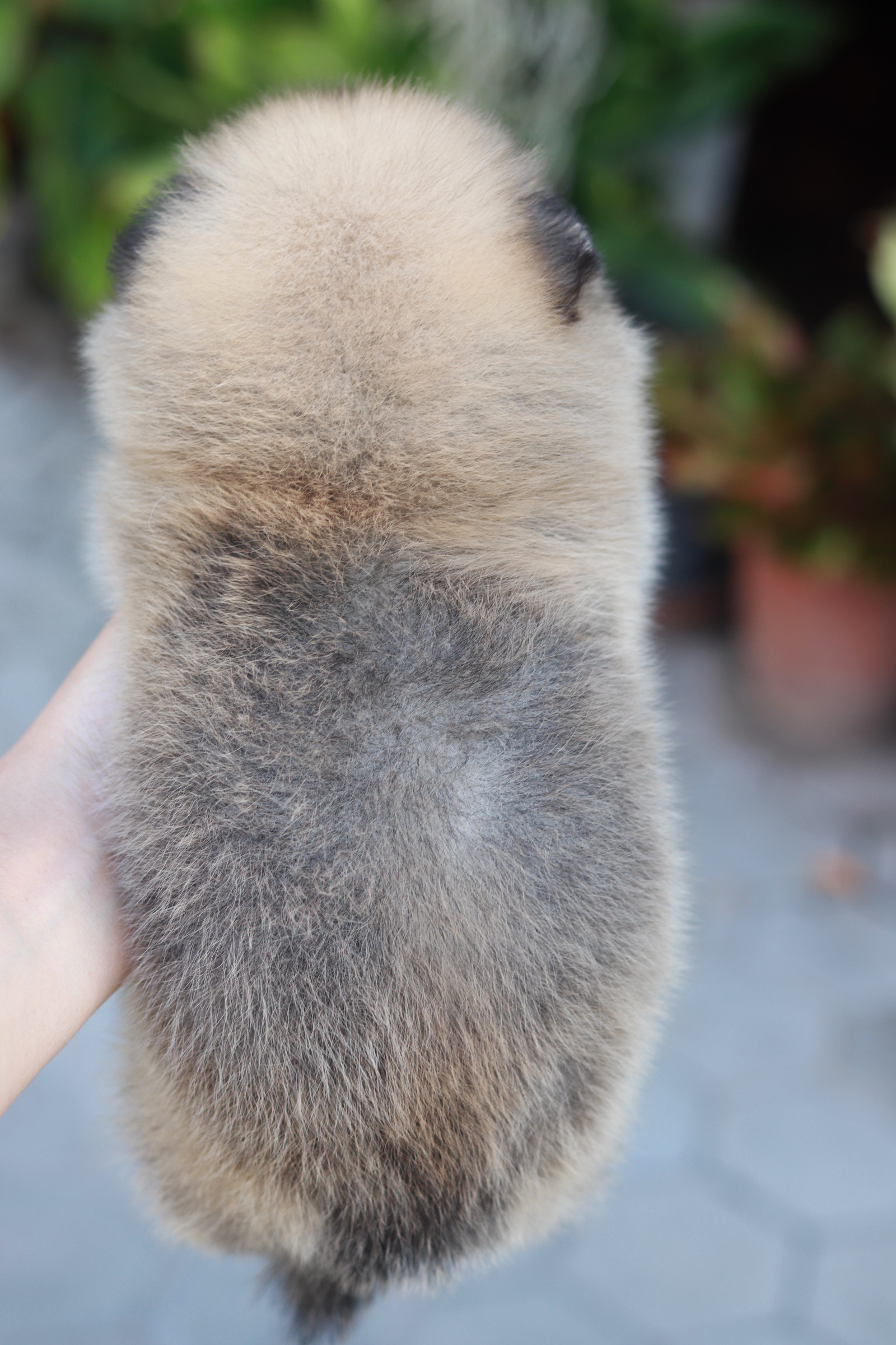 ปอมเมอเรเนียน เพศผู้ สีส้ม