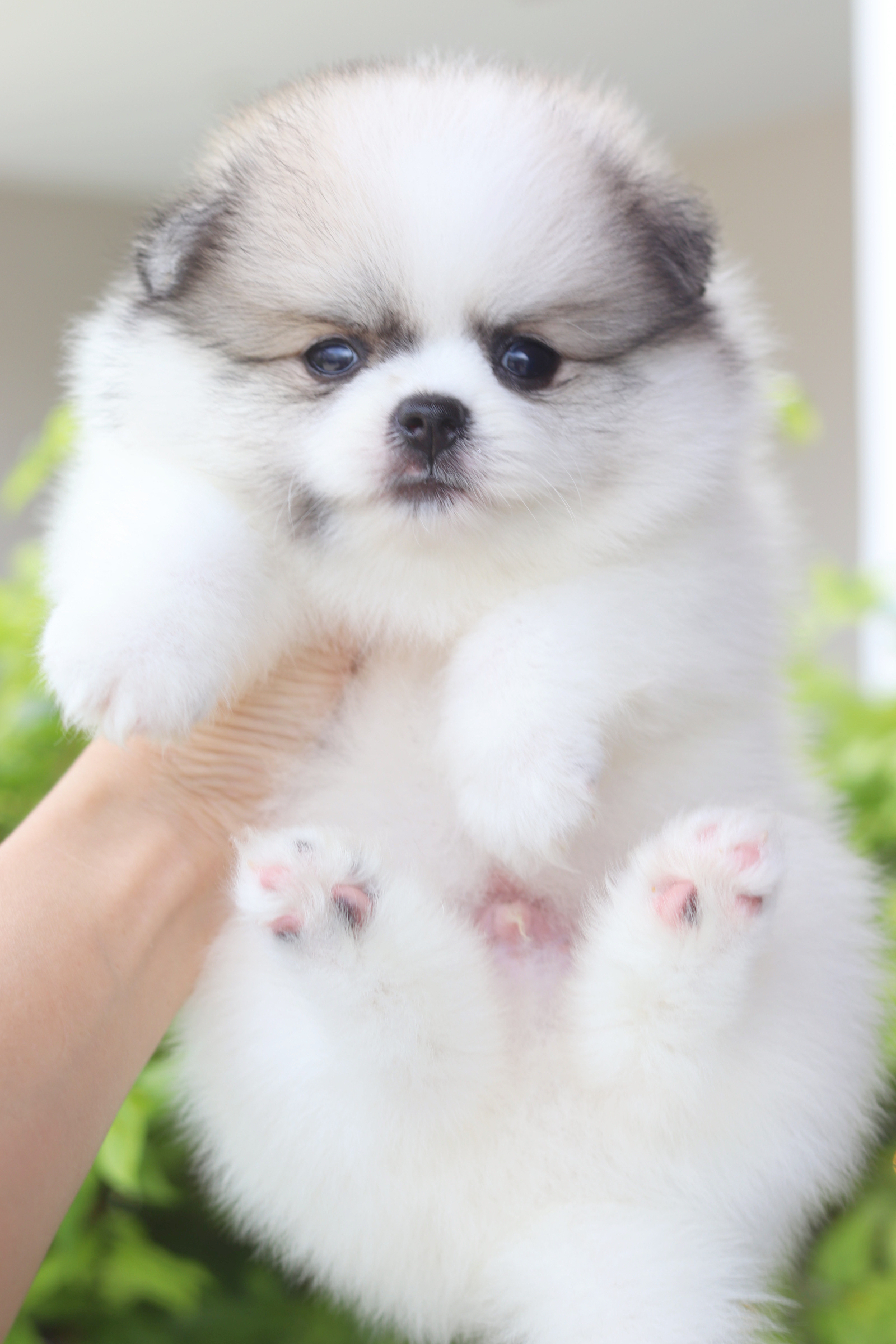 ปอมเมอเรเนียน เพศผู้สีแฟนซี